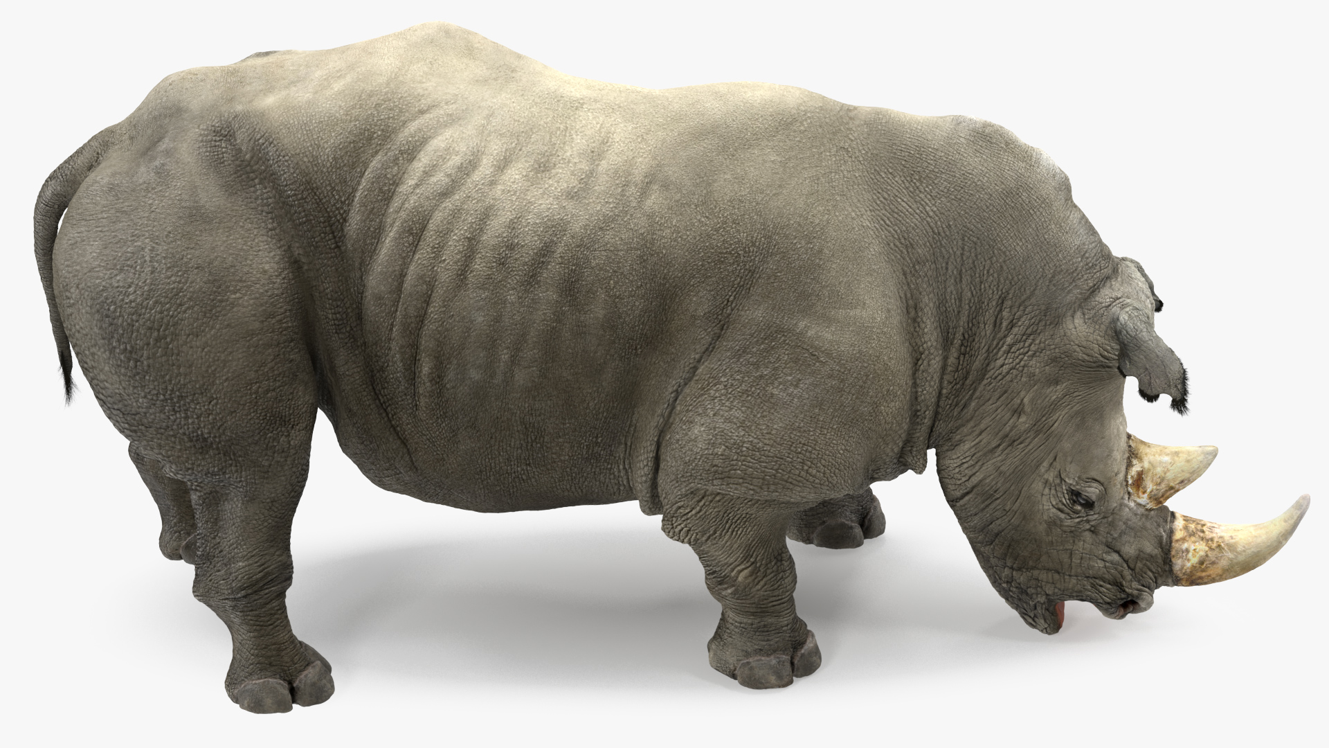 Adult Rhino Drinking Pose Fur 3D model