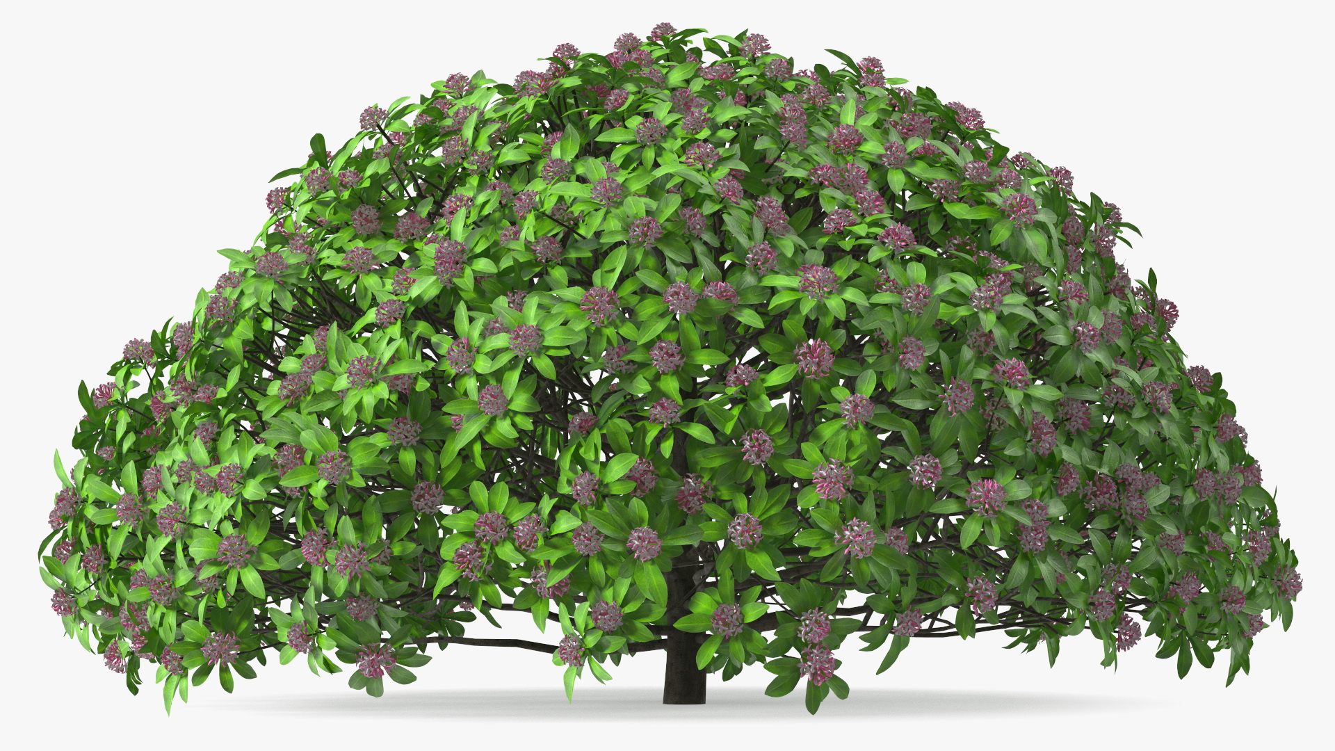 3D Daphne Odora Evergreen Shrub with Flowers