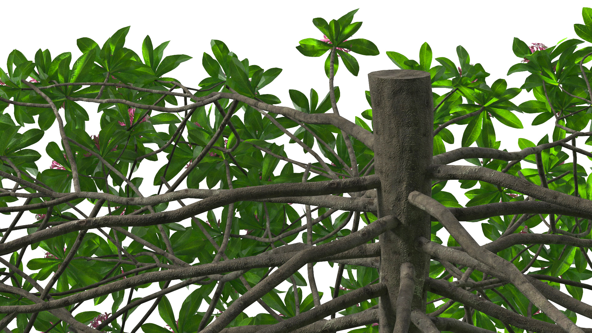 3D Daphne Odora Evergreen Shrub with Flowers