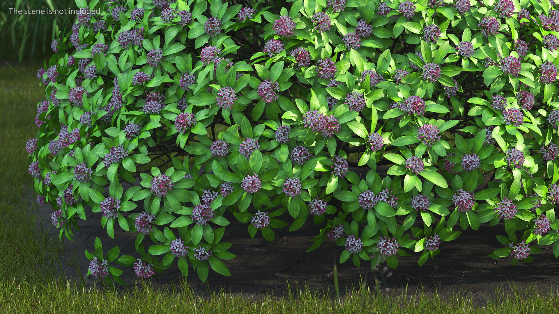 3D Daphne Odora Evergreen Shrub with Flowers