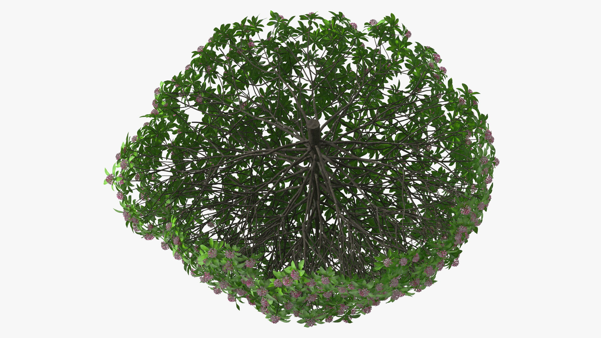 3D Daphne Odora Evergreen Shrub with Flowers