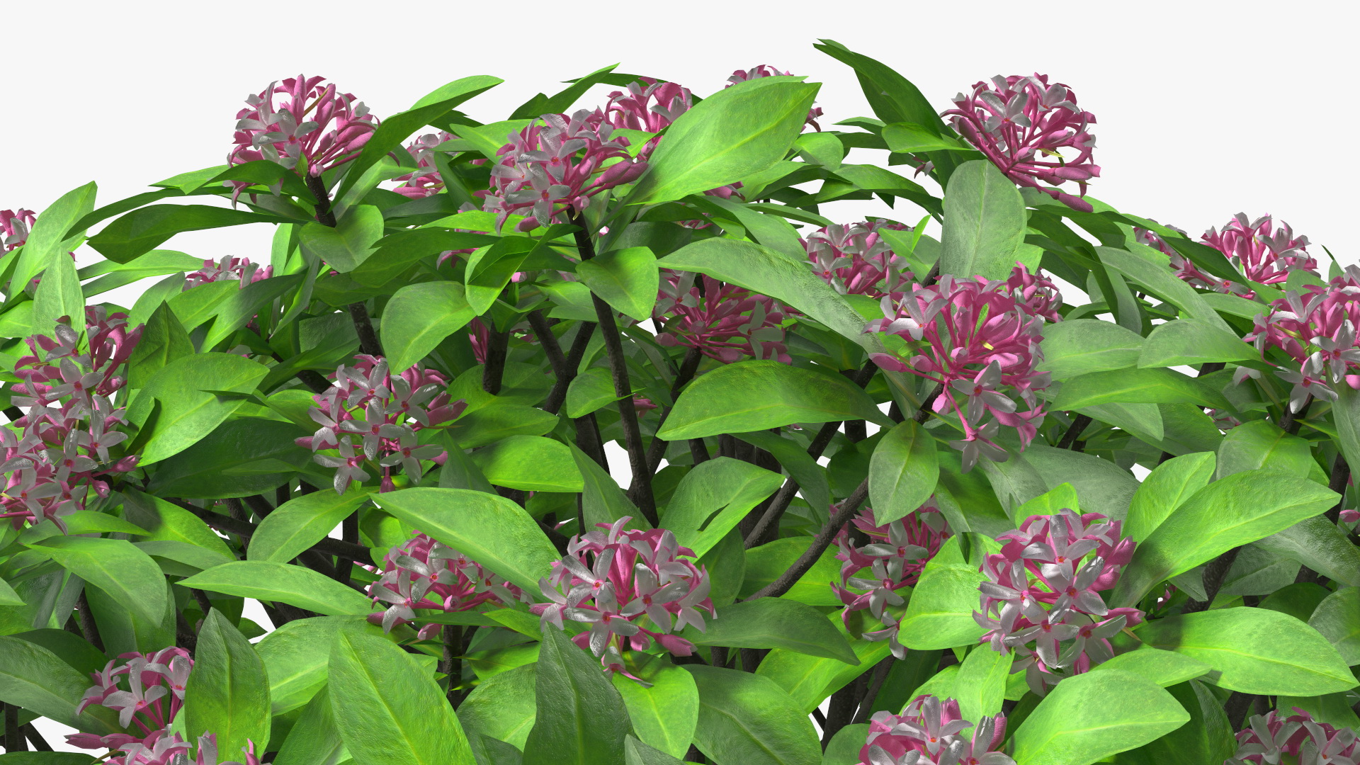 3D Daphne Odora Evergreen Shrub with Flowers