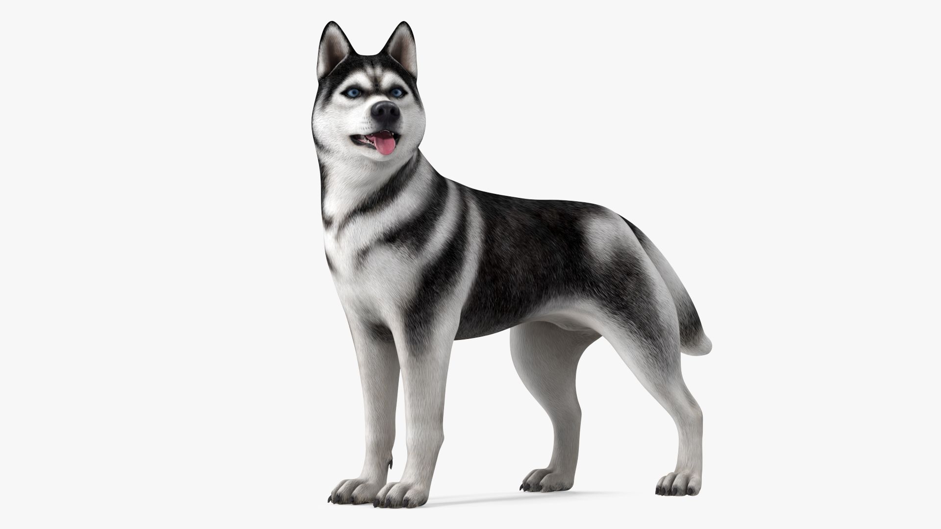 Siberian Husky Black Standing Pose 3D model
