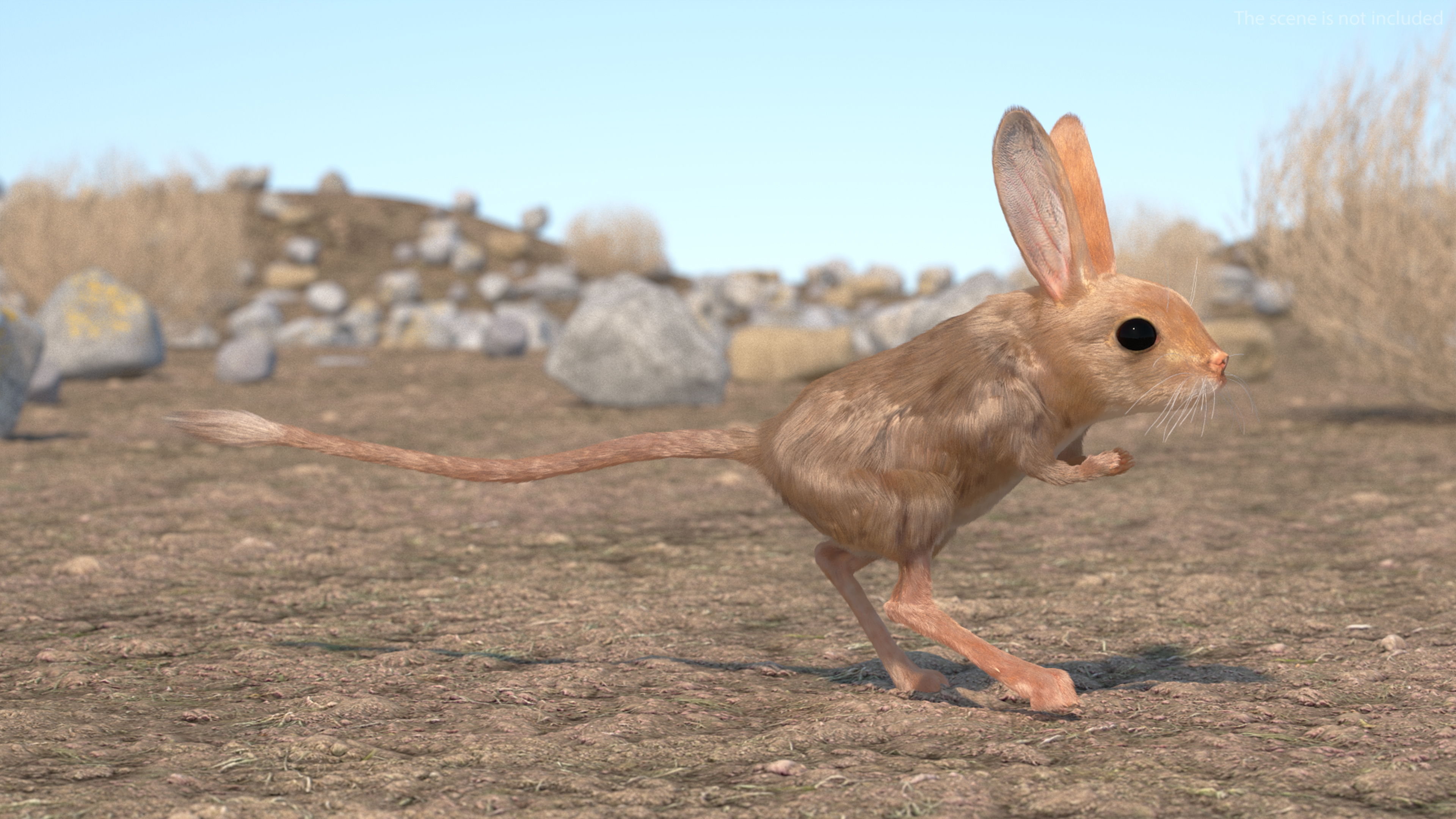 Desert Jerboa Fur 3D
