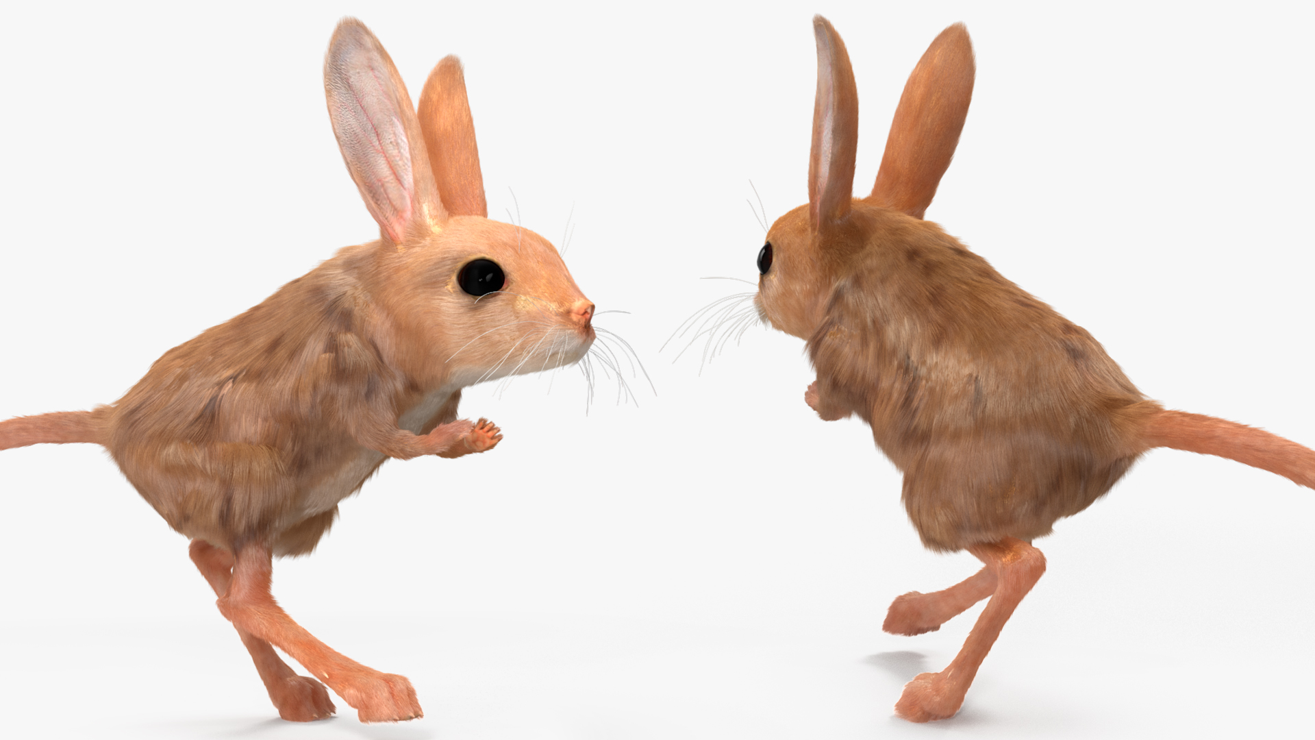 Desert Jerboa Fur 3D