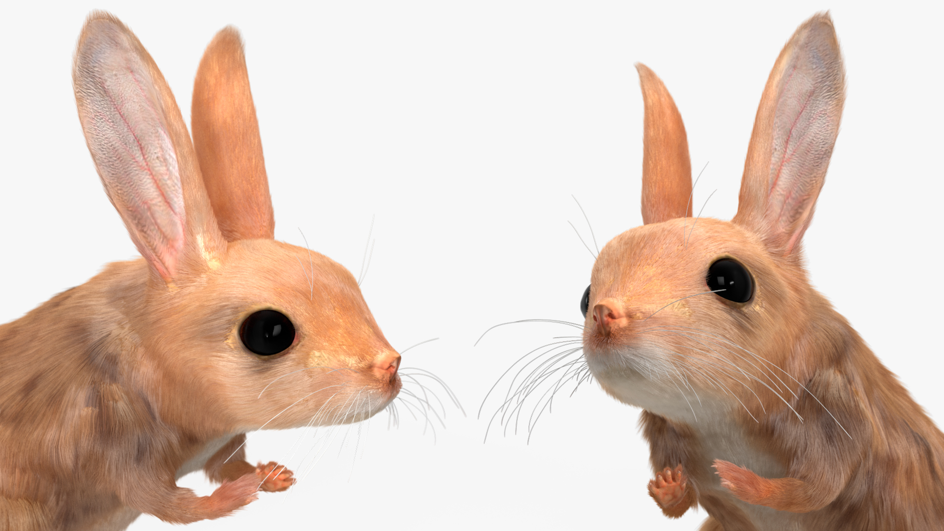 Desert Jerboa Fur 3D