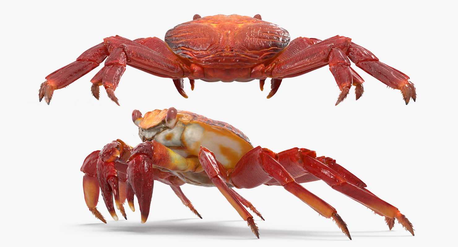 3D model Red Rock Crab Rigged