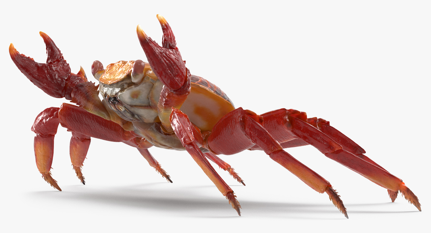 3D model Red Rock Crab Rigged
