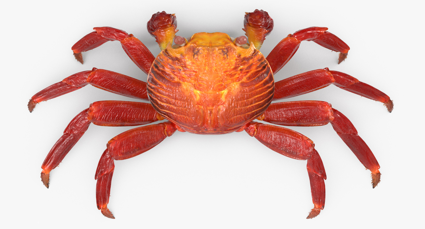 3D model Red Rock Crab Rigged