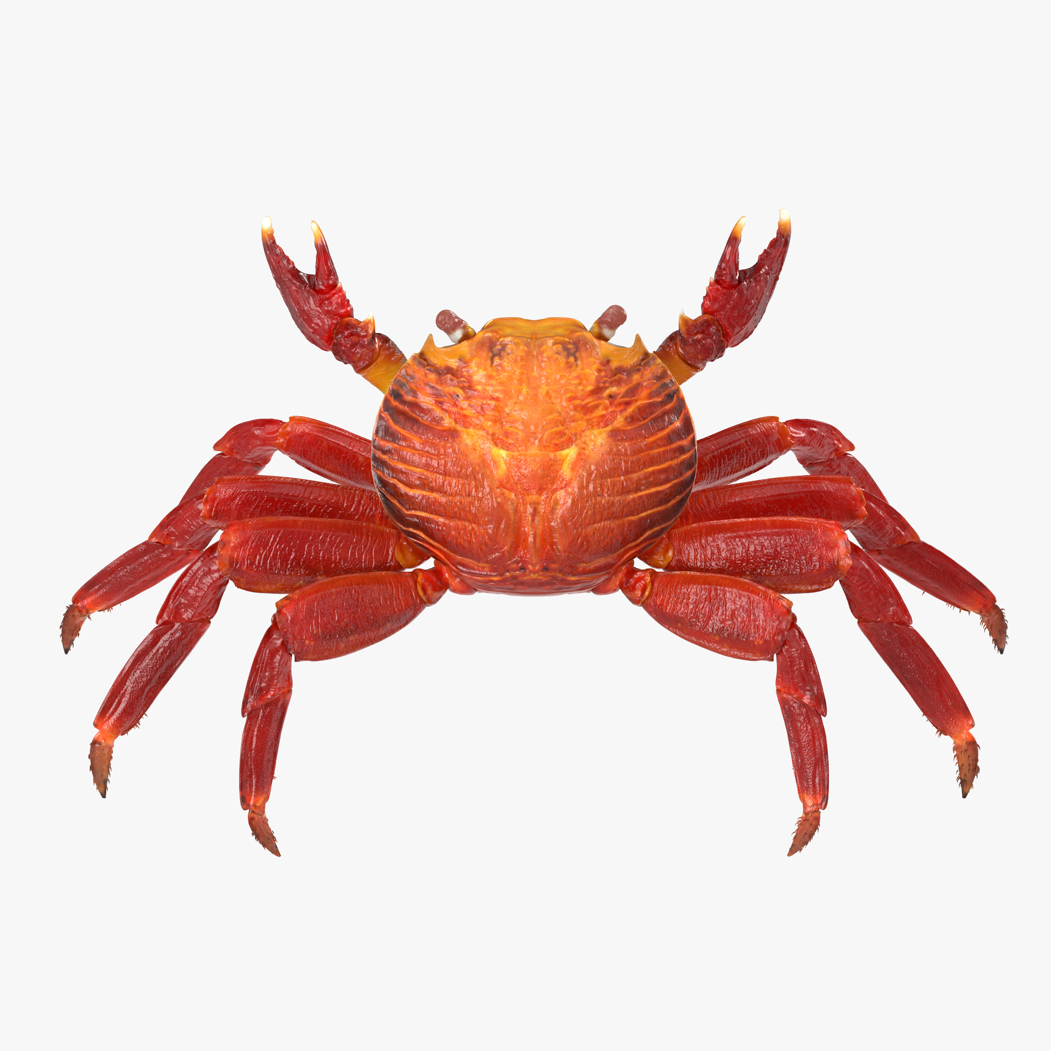 3D model Red Rock Crab Rigged