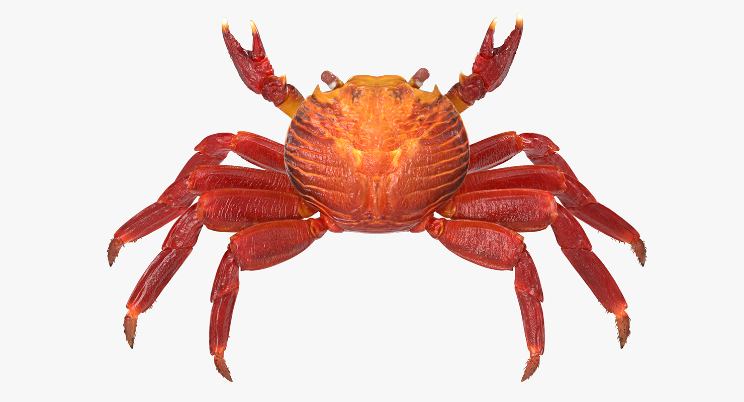 3D model Red Rock Crab Rigged