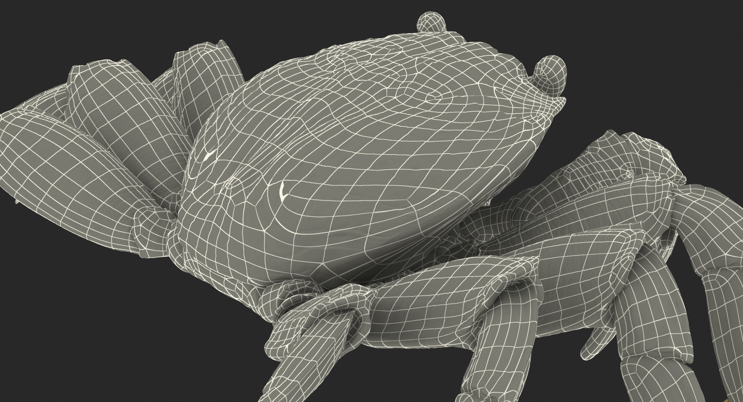 3D model Red Rock Crab Rigged