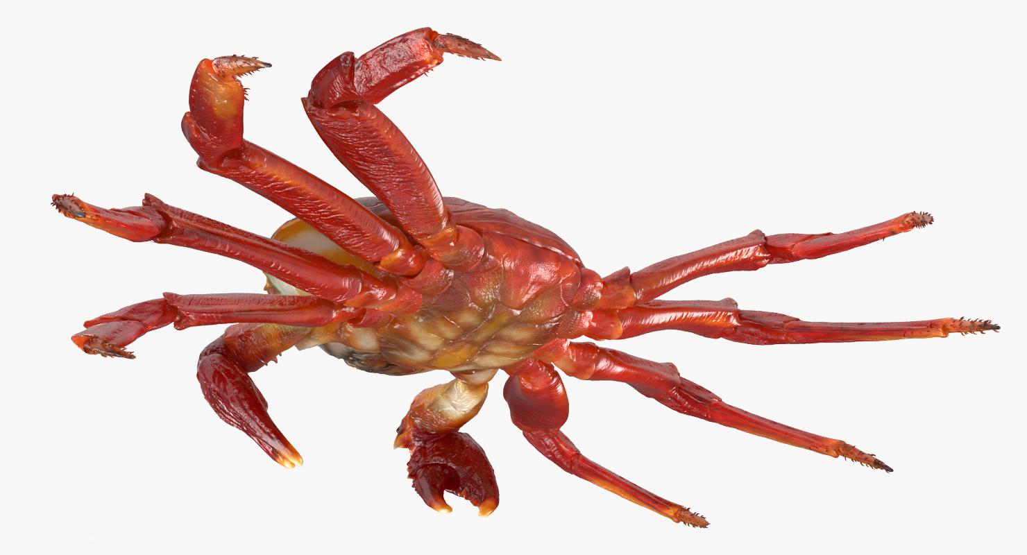 3D model Red Rock Crab Rigged