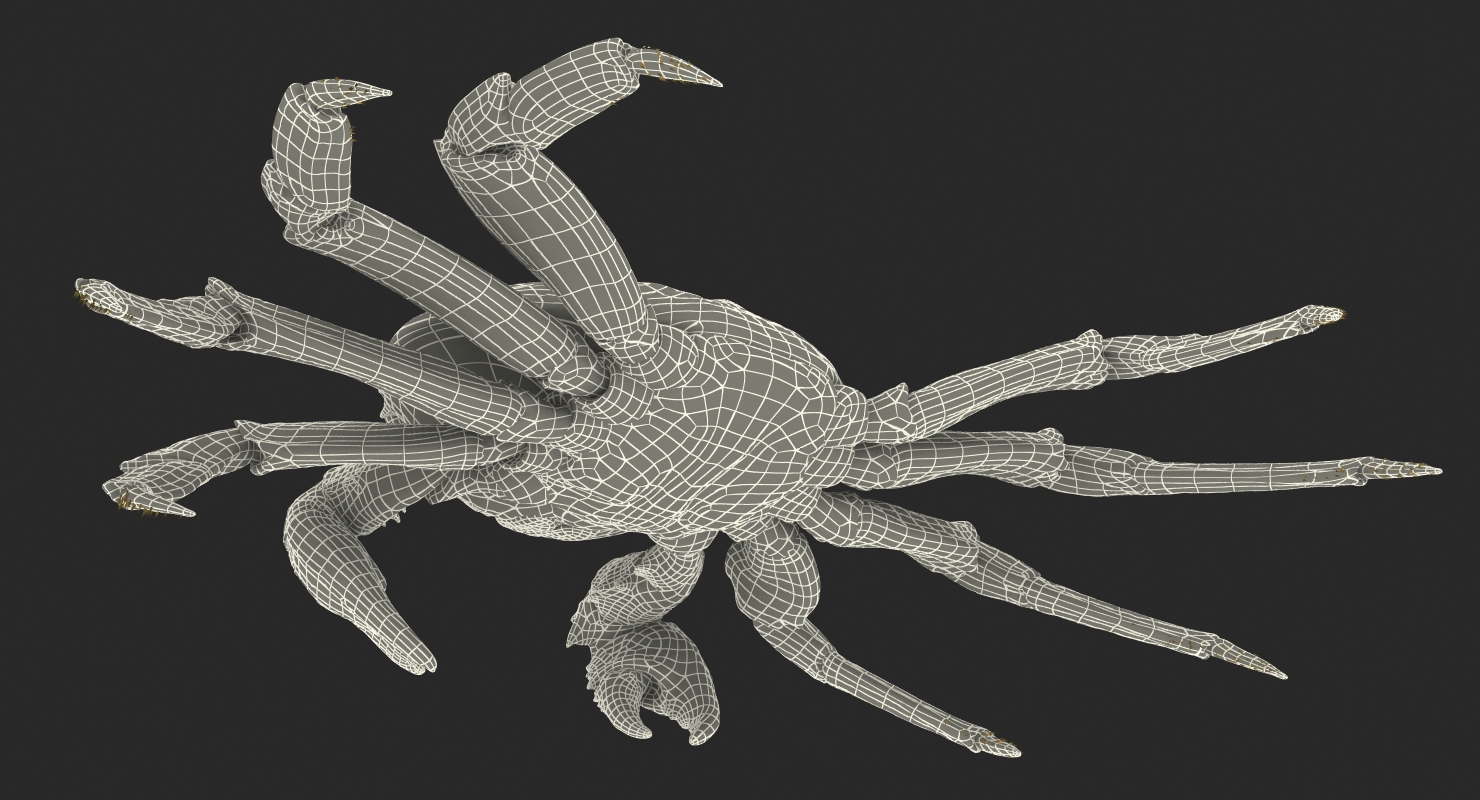 3D model Red Rock Crab Rigged