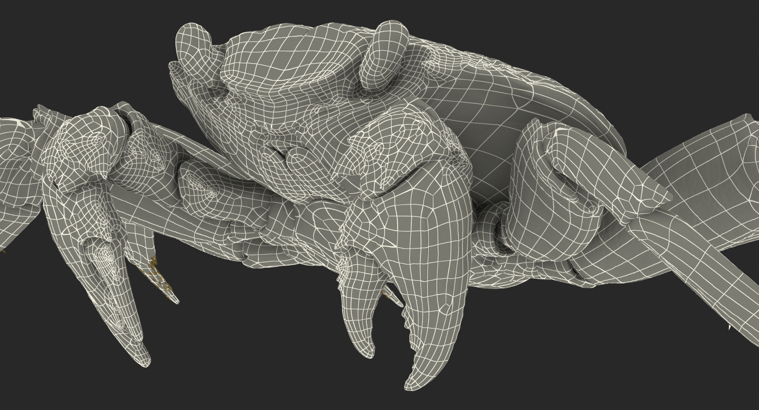 3D model Red Rock Crab Rigged