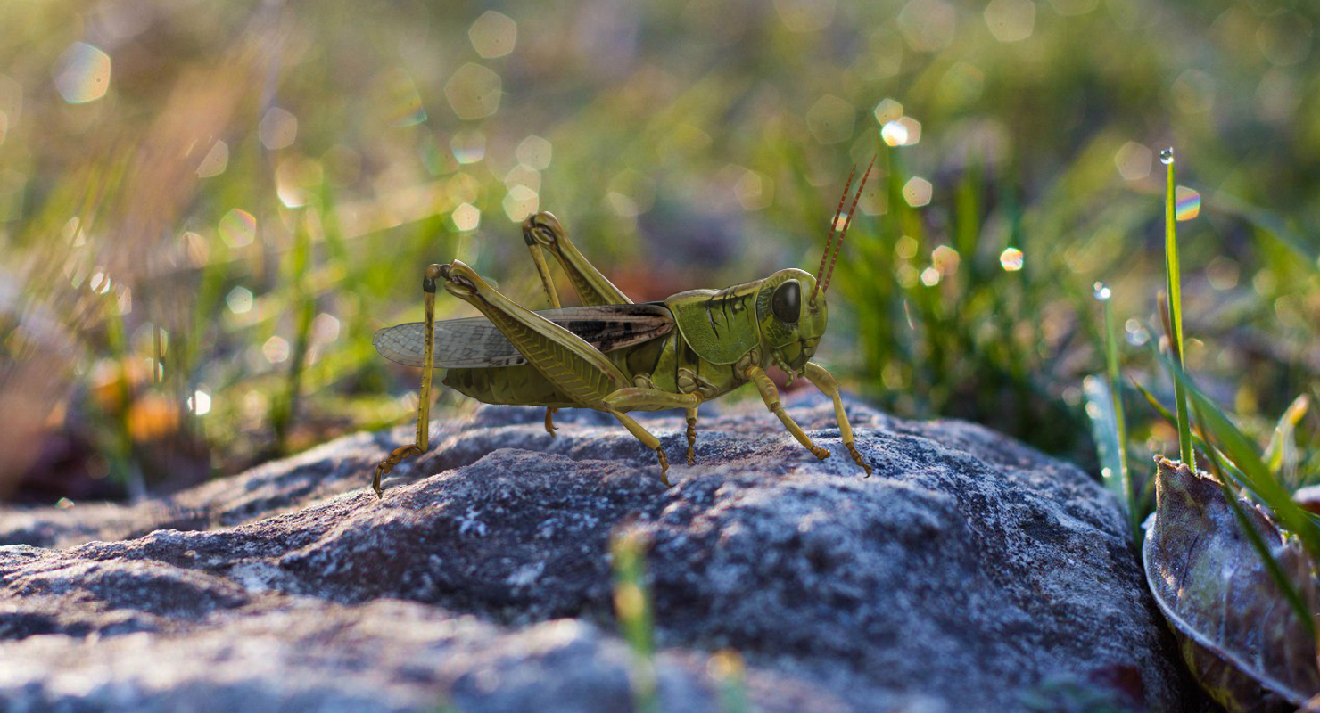 Grasshopper Eating Pose with Fur 3D