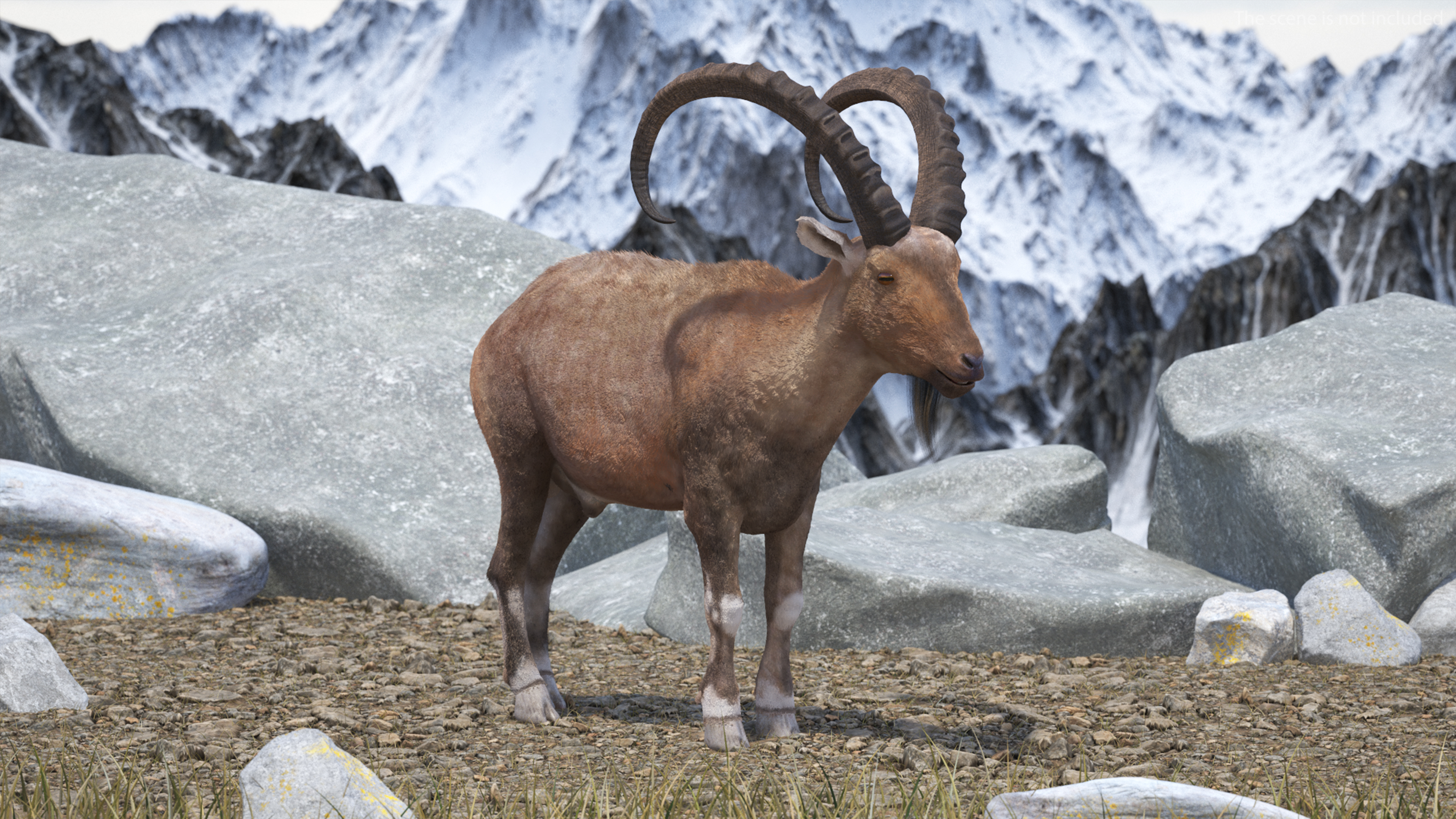 3D Alpine Ibex Stand Pose Fur