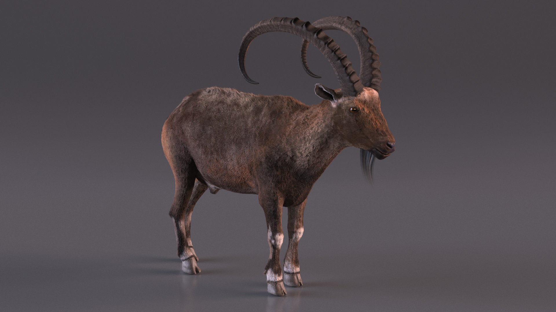 3D Alpine Ibex Stand Pose Fur