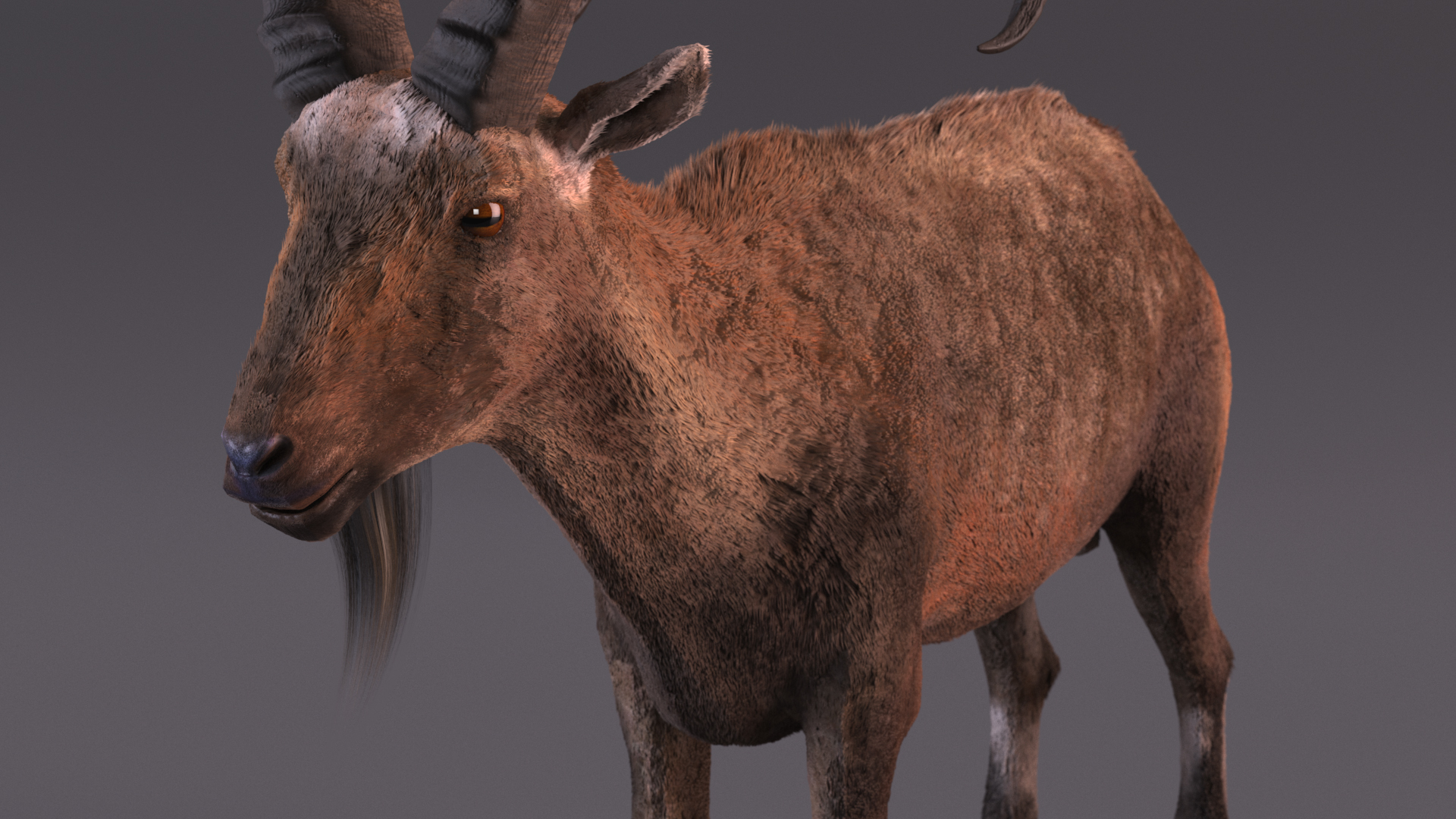 3D Alpine Ibex Stand Pose Fur