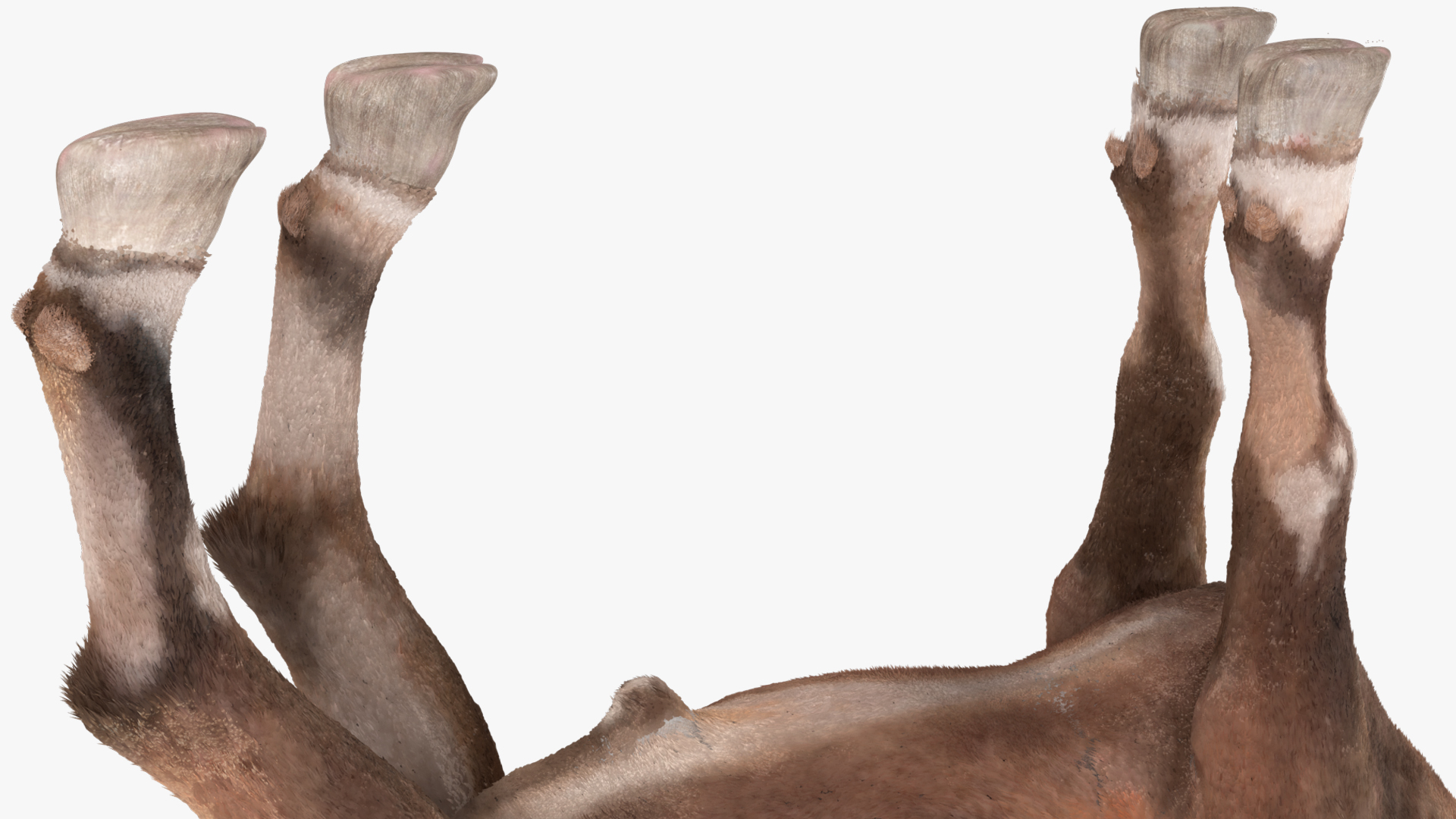 3D Alpine Ibex Stand Pose Fur