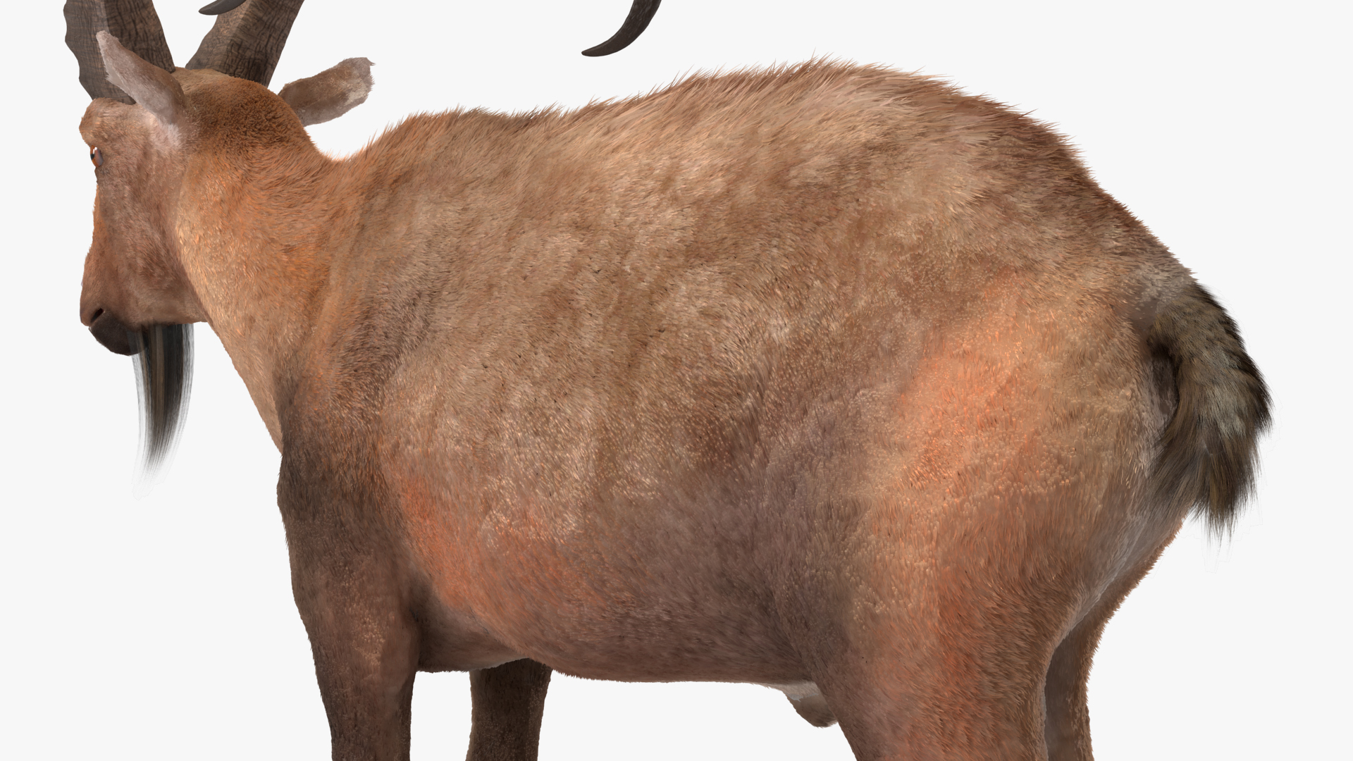 3D Alpine Ibex Stand Pose Fur