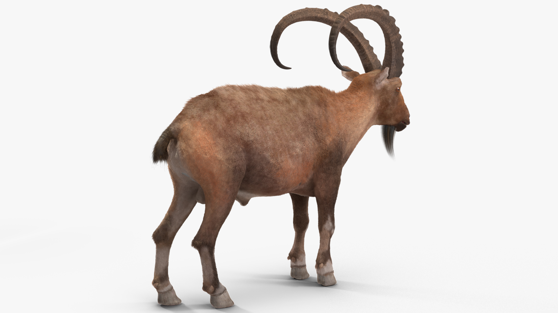 3D Alpine Ibex Stand Pose Fur