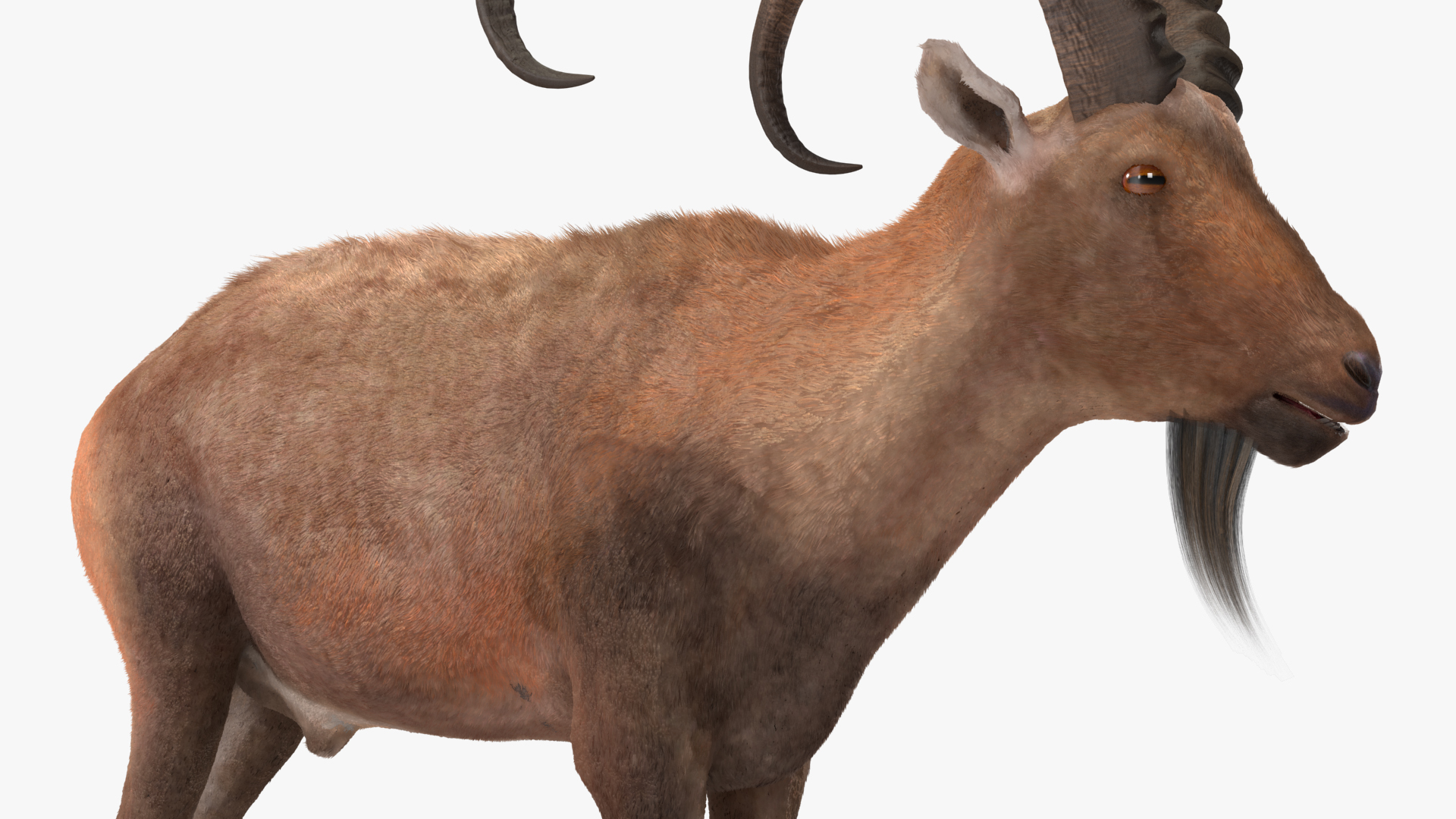 3D Alpine Ibex Stand Pose Fur