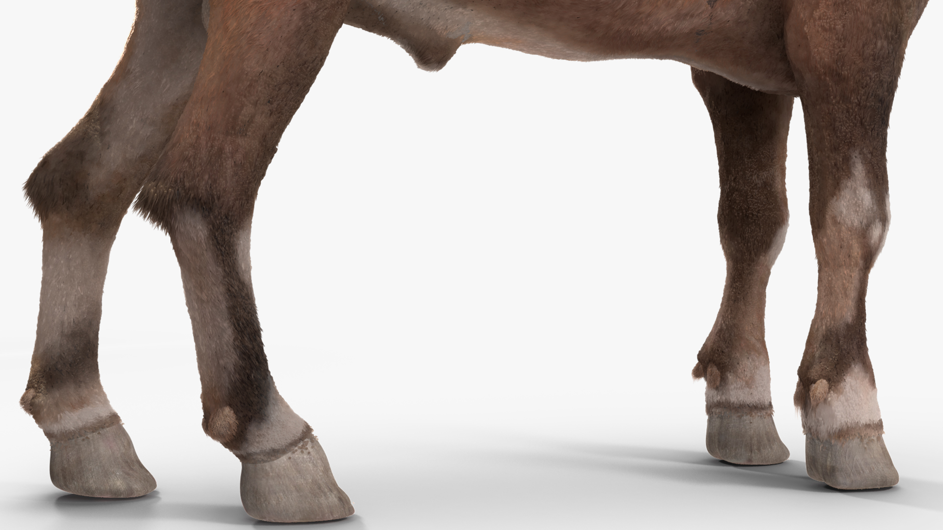 3D Alpine Ibex Stand Pose Fur