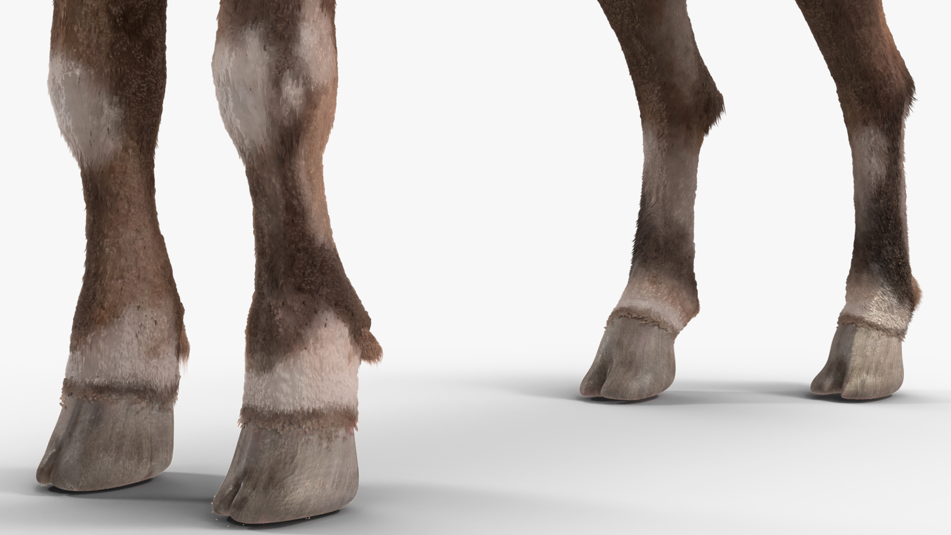3D Alpine Ibex Stand Pose Fur