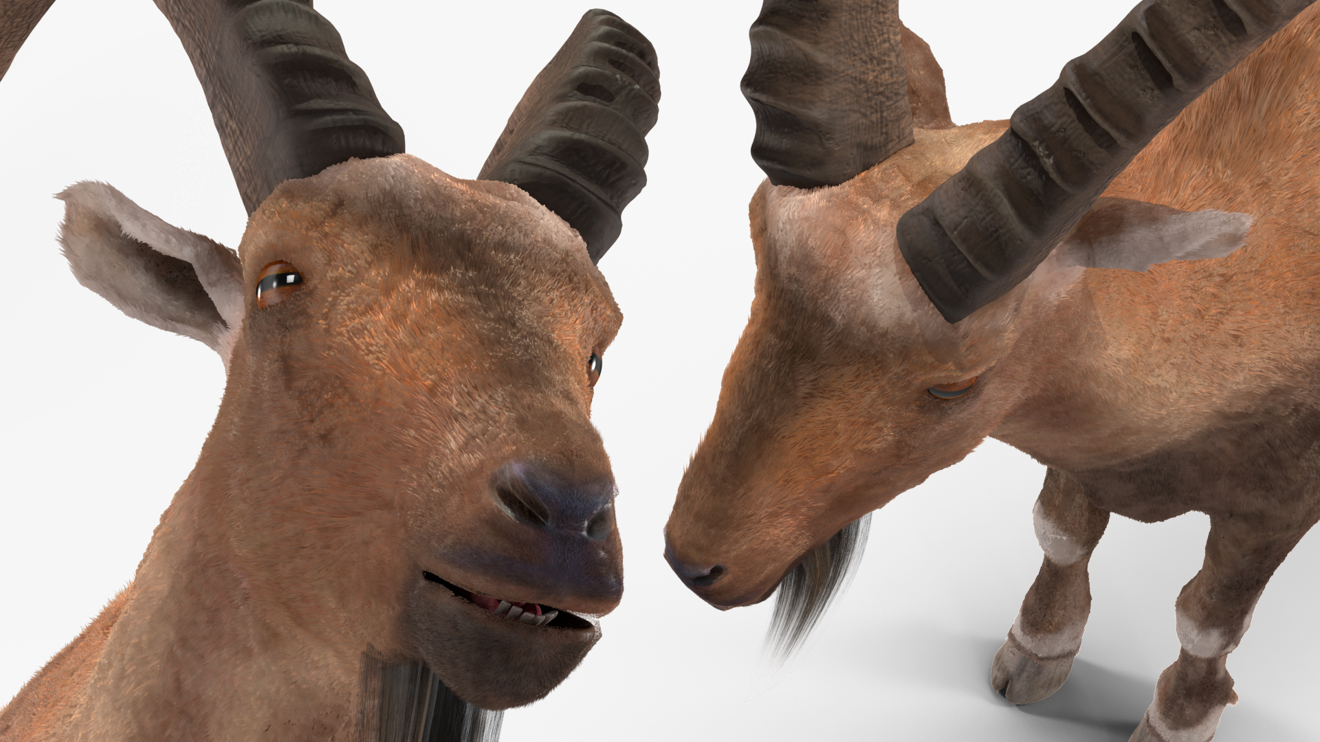 3D Alpine Ibex Stand Pose Fur