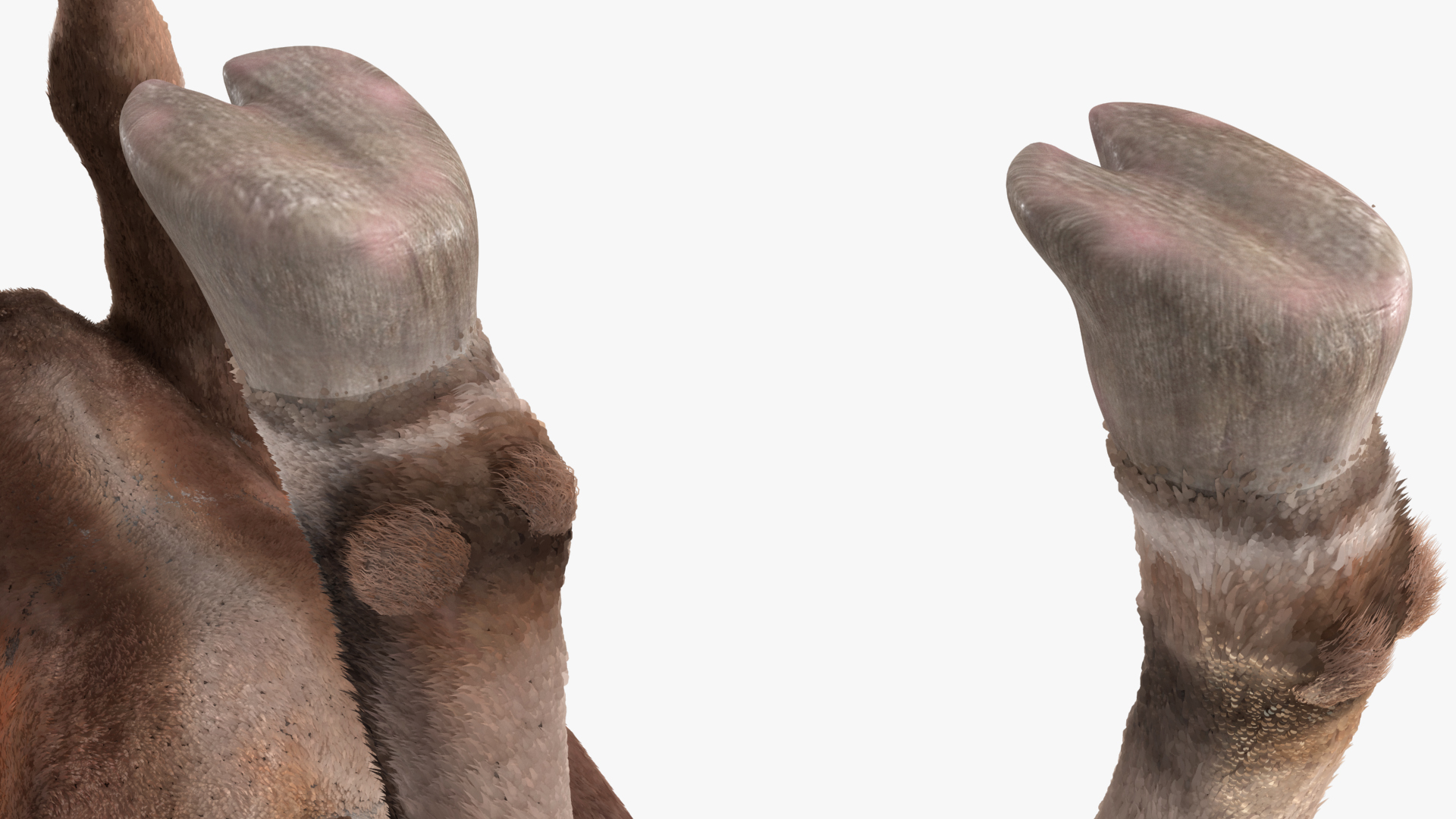 3D Alpine Ibex Stand Pose Fur