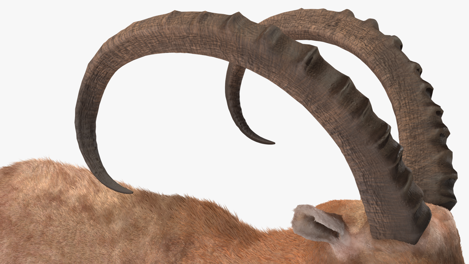 3D Alpine Ibex Stand Pose Fur