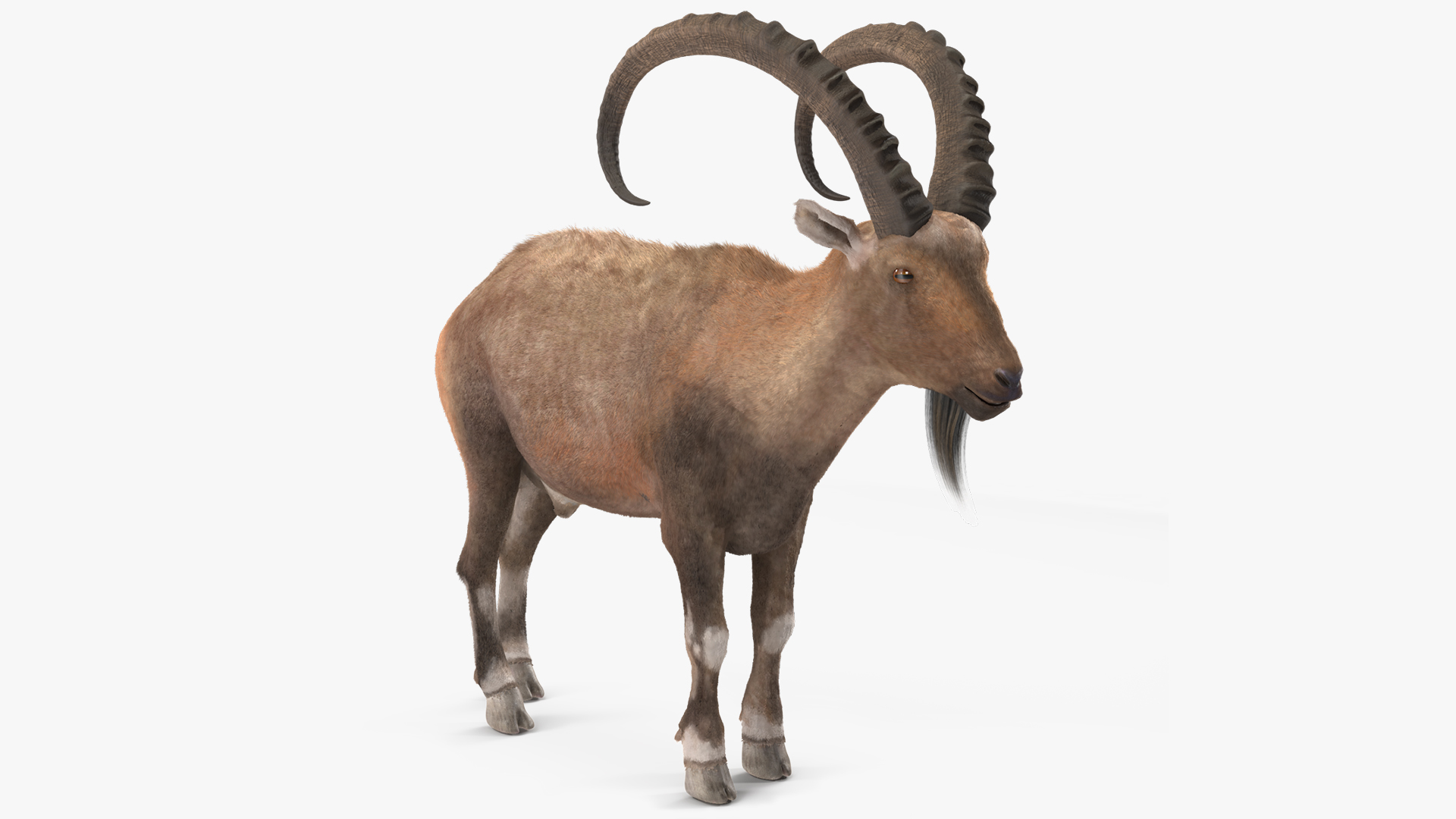 3D Alpine Ibex Stand Pose Fur