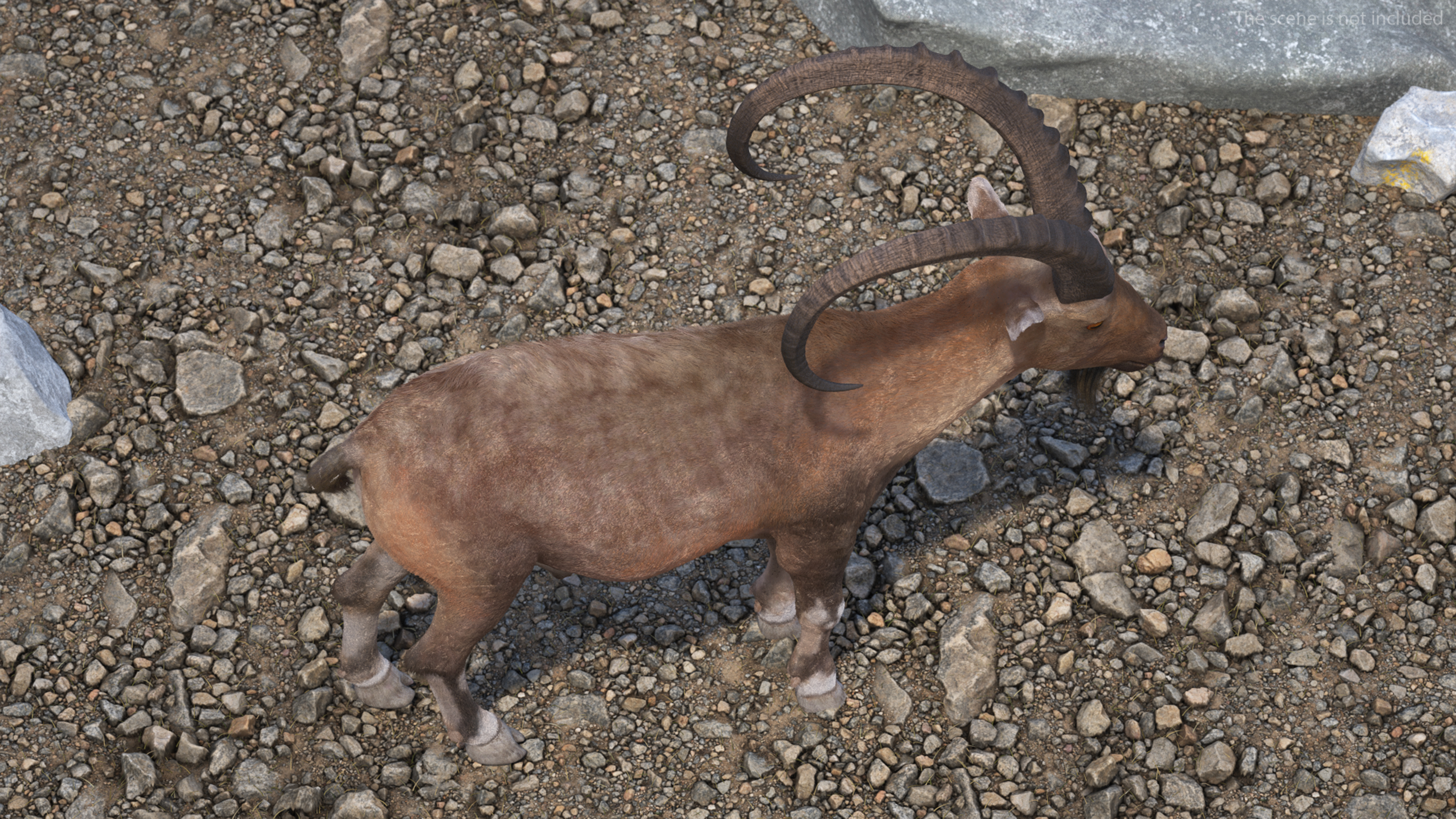 3D Alpine Ibex Stand Pose Fur