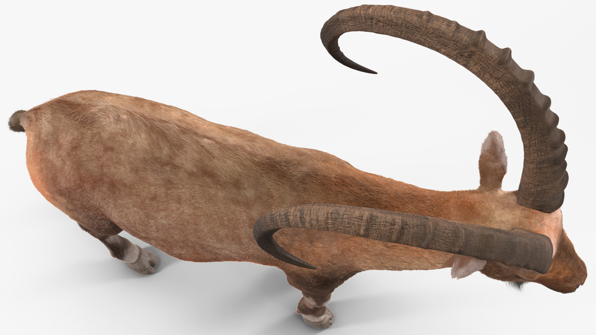 3D Alpine Ibex Stand Pose Fur