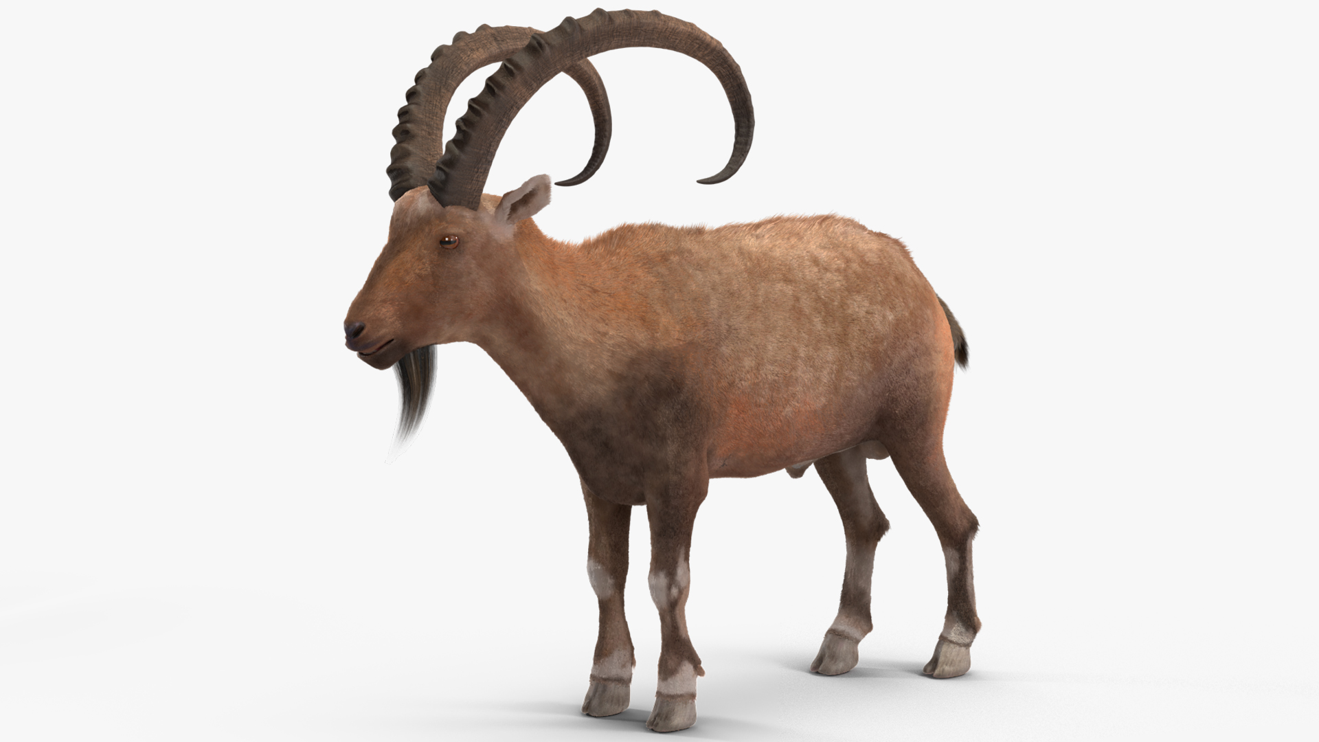 3D Alpine Ibex Stand Pose Fur