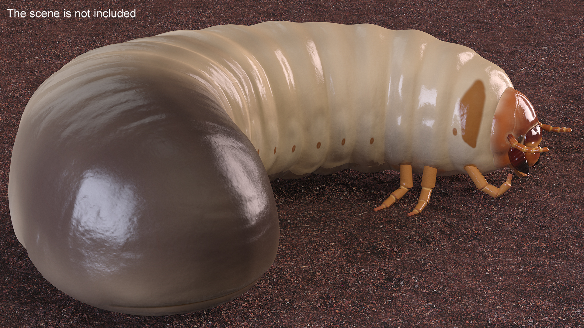 3D model Maggot May Bug Rigged for Maya