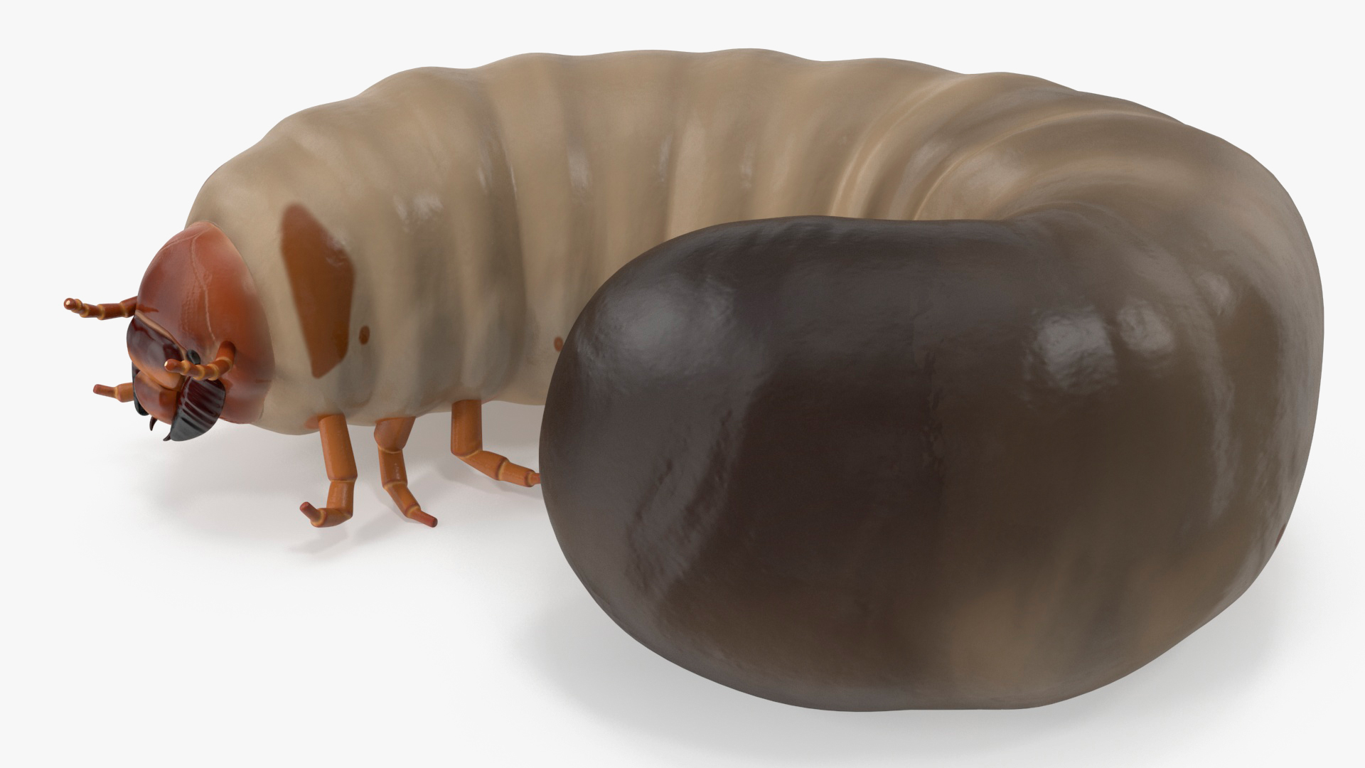 3D model Maggot May Bug Rigged for Maya