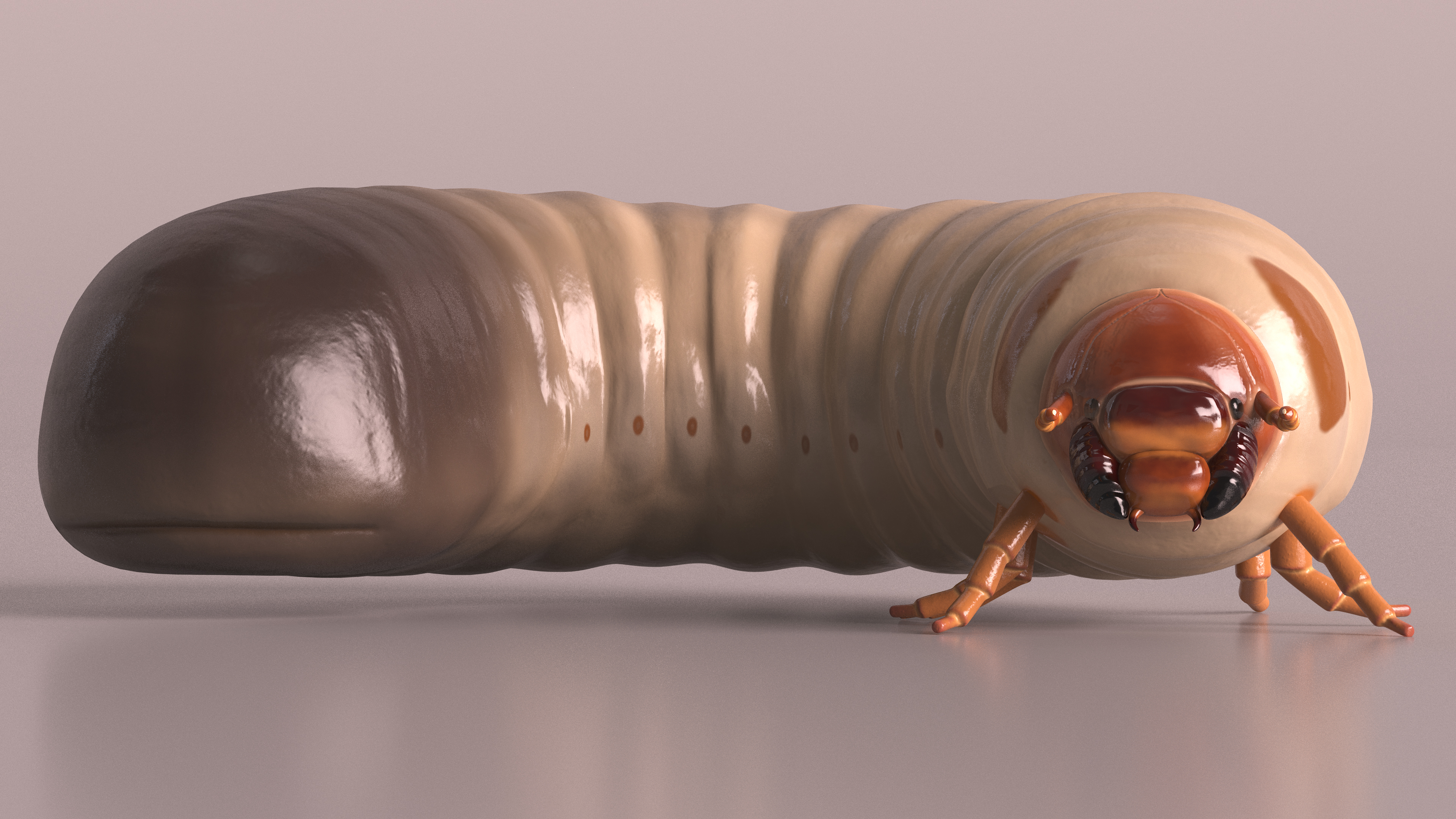 3D model Maggot May Bug Rigged for Maya