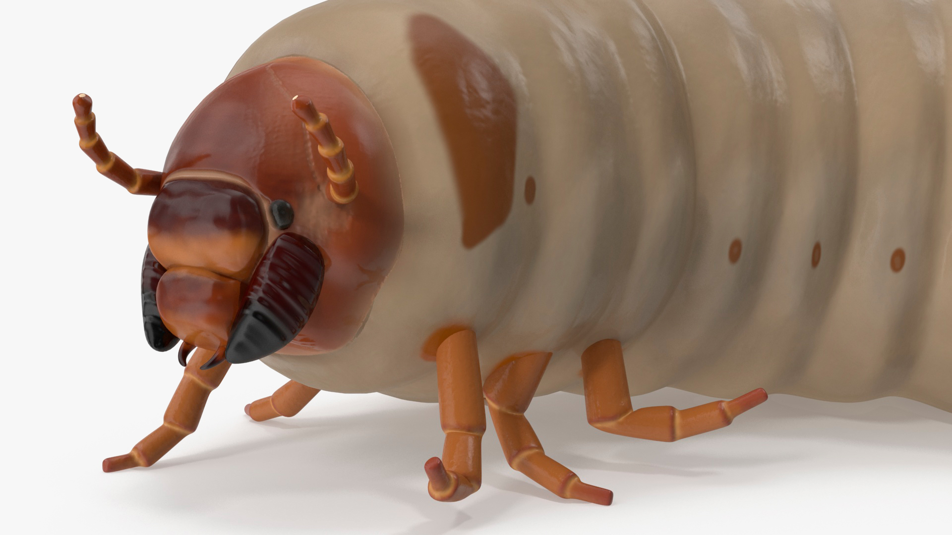 3D model Maggot May Bug Rigged for Maya