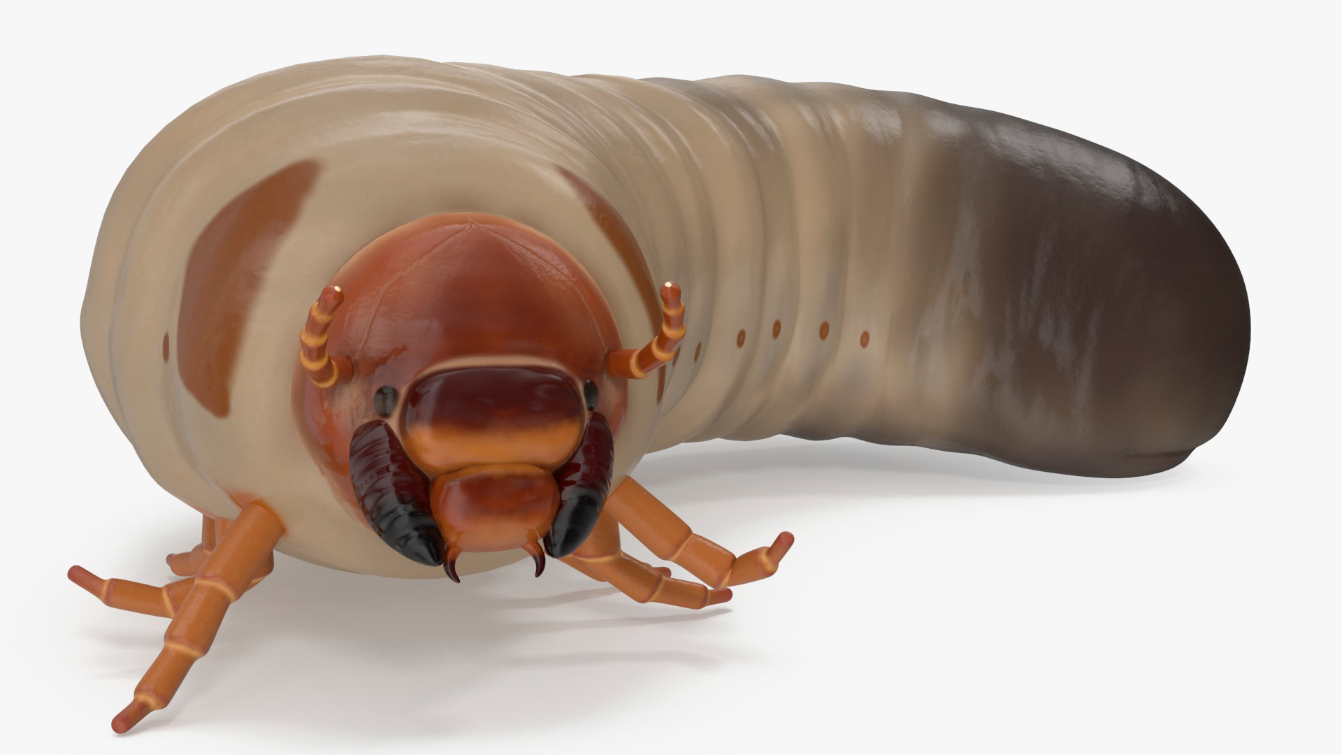 3D model Maggot May Bug Rigged for Maya