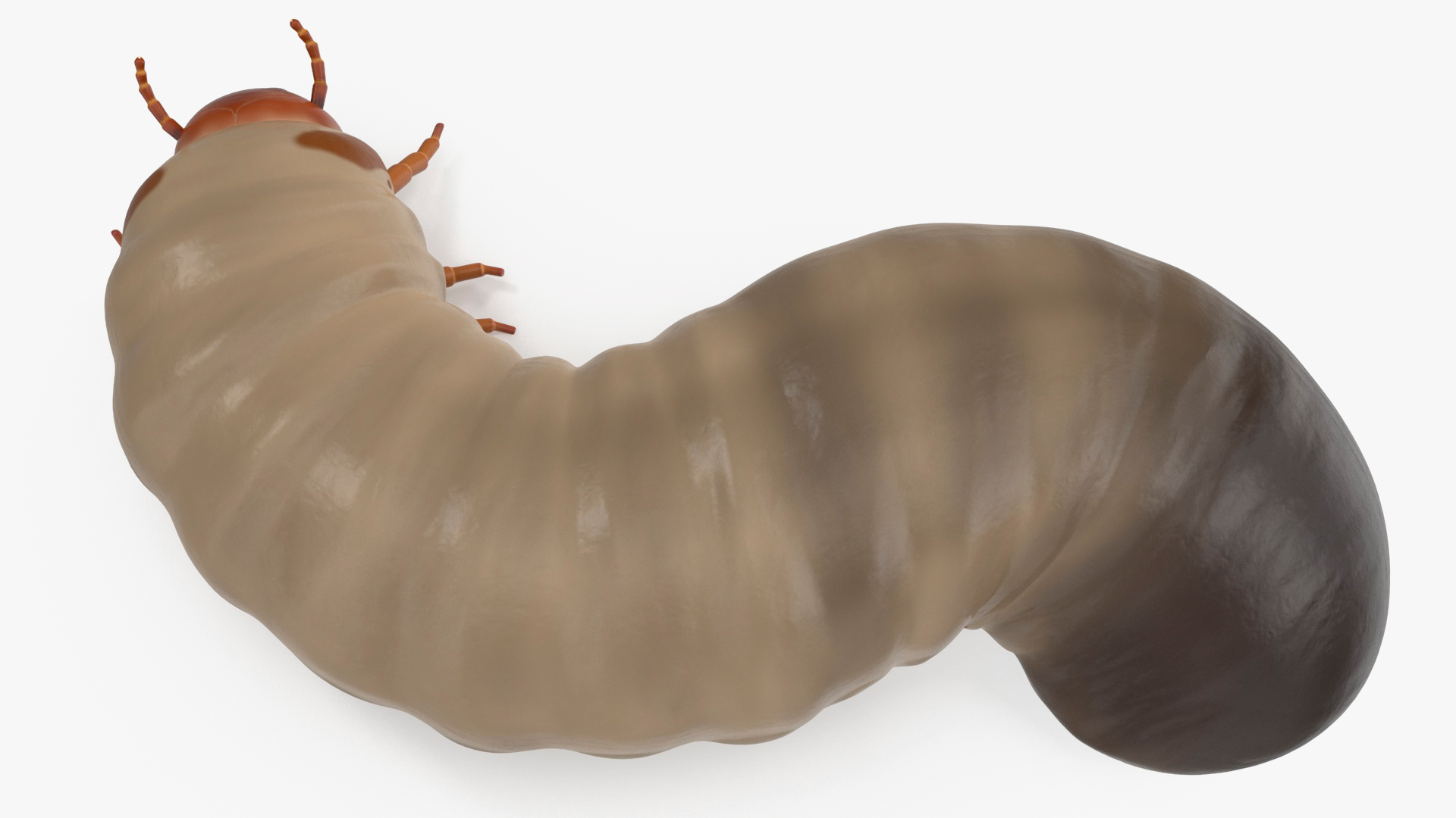 3D model Maggot May Bug Rigged for Maya