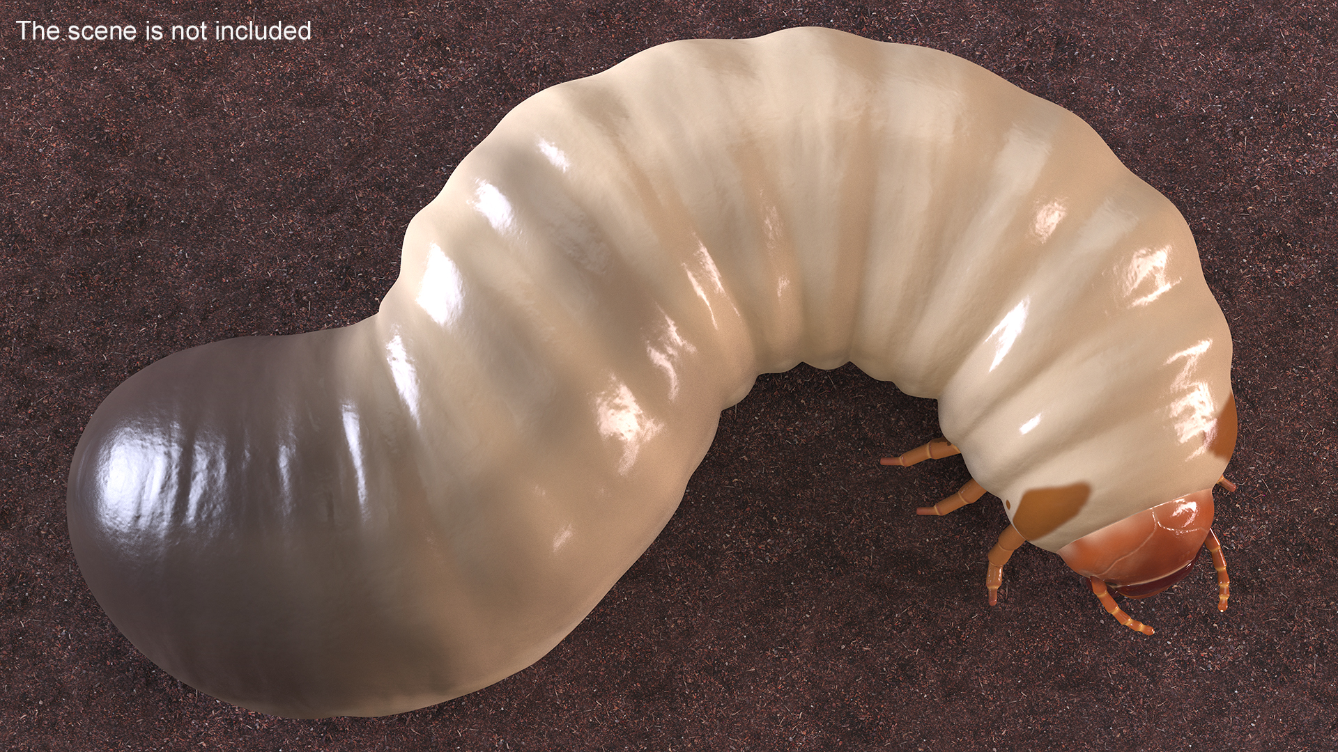 3D model Maggot May Bug Rigged for Maya