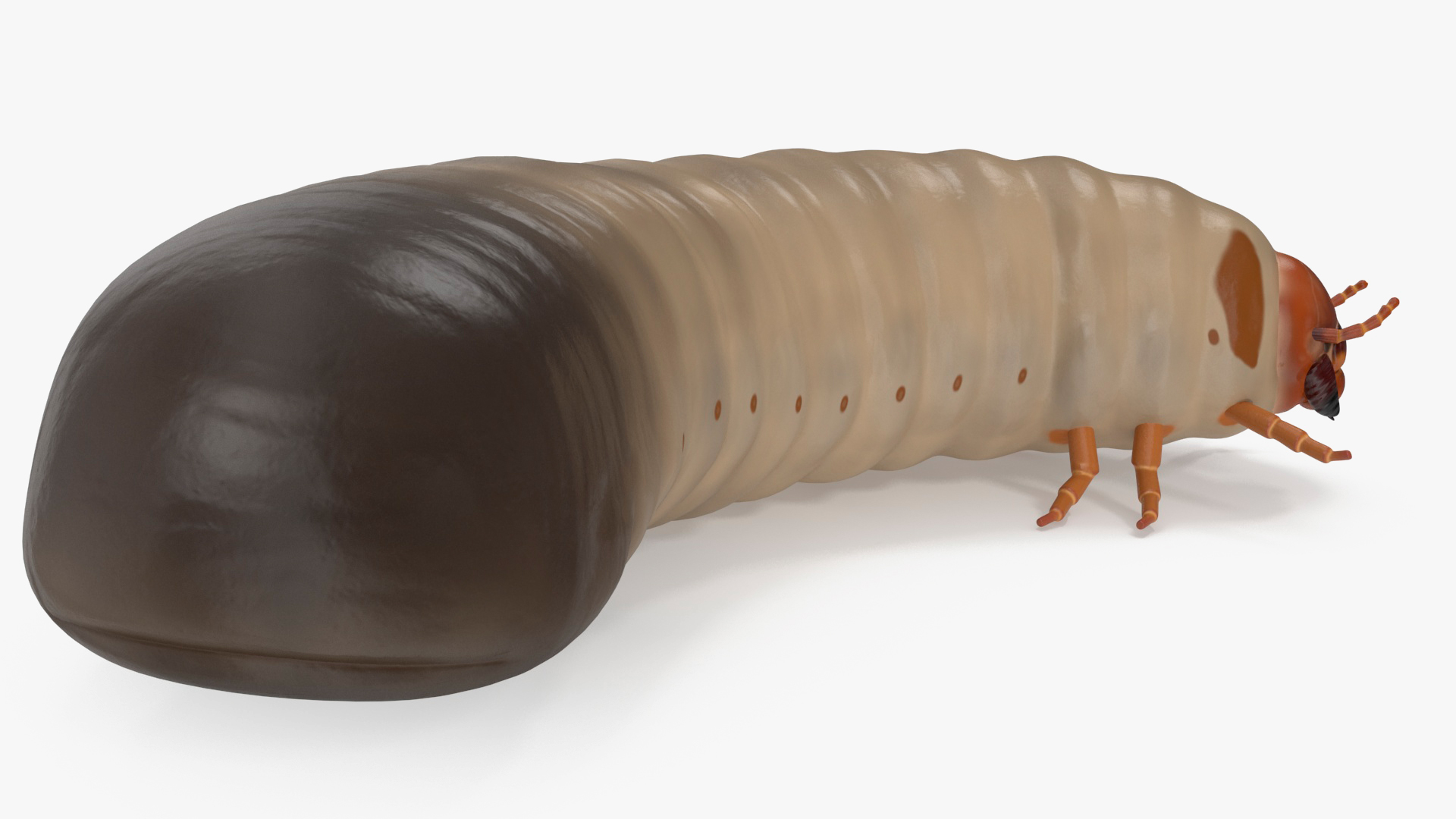 3D model Maggot May Bug Rigged for Maya