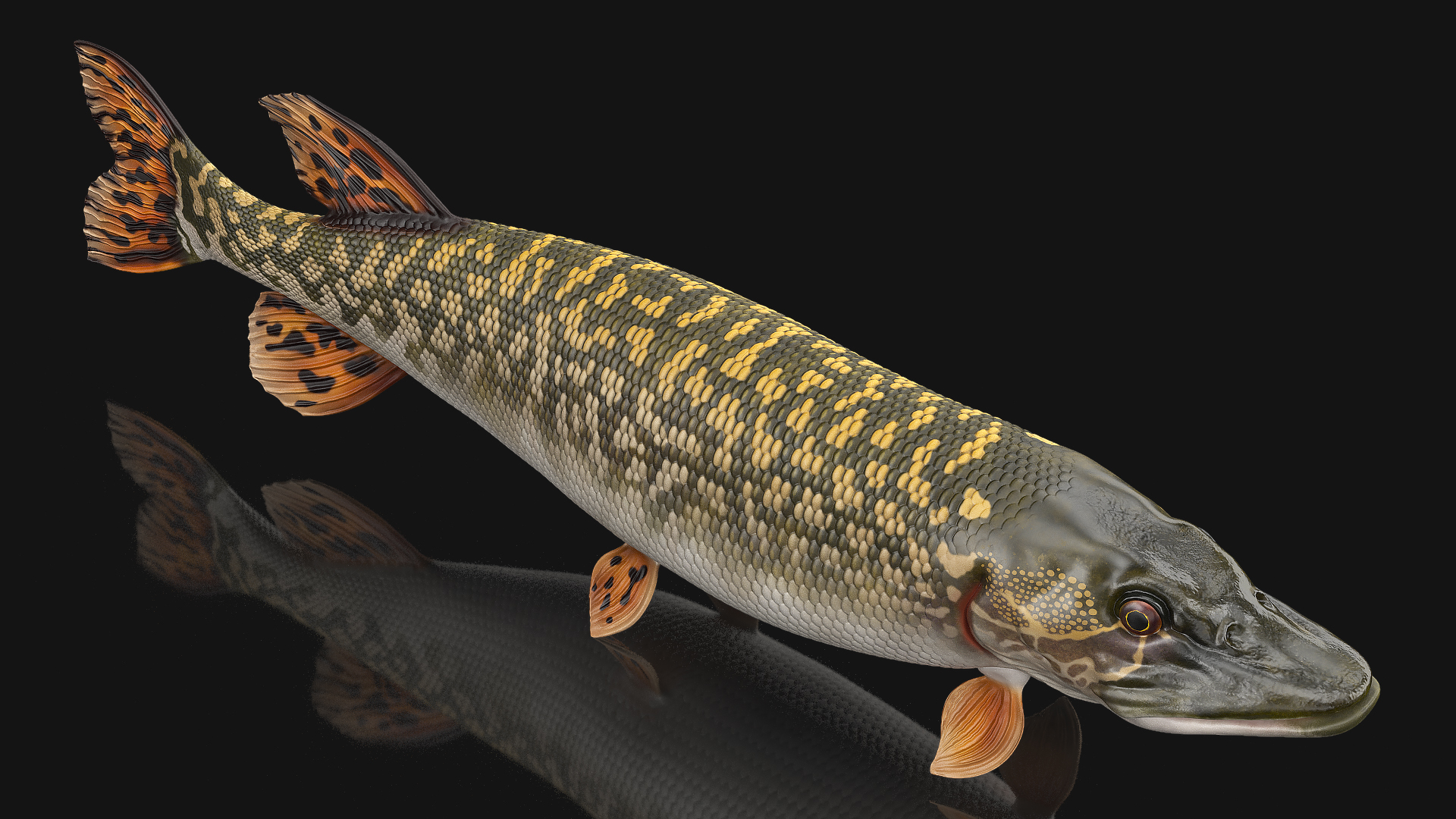 3D Pike Fish Swimming Pose model