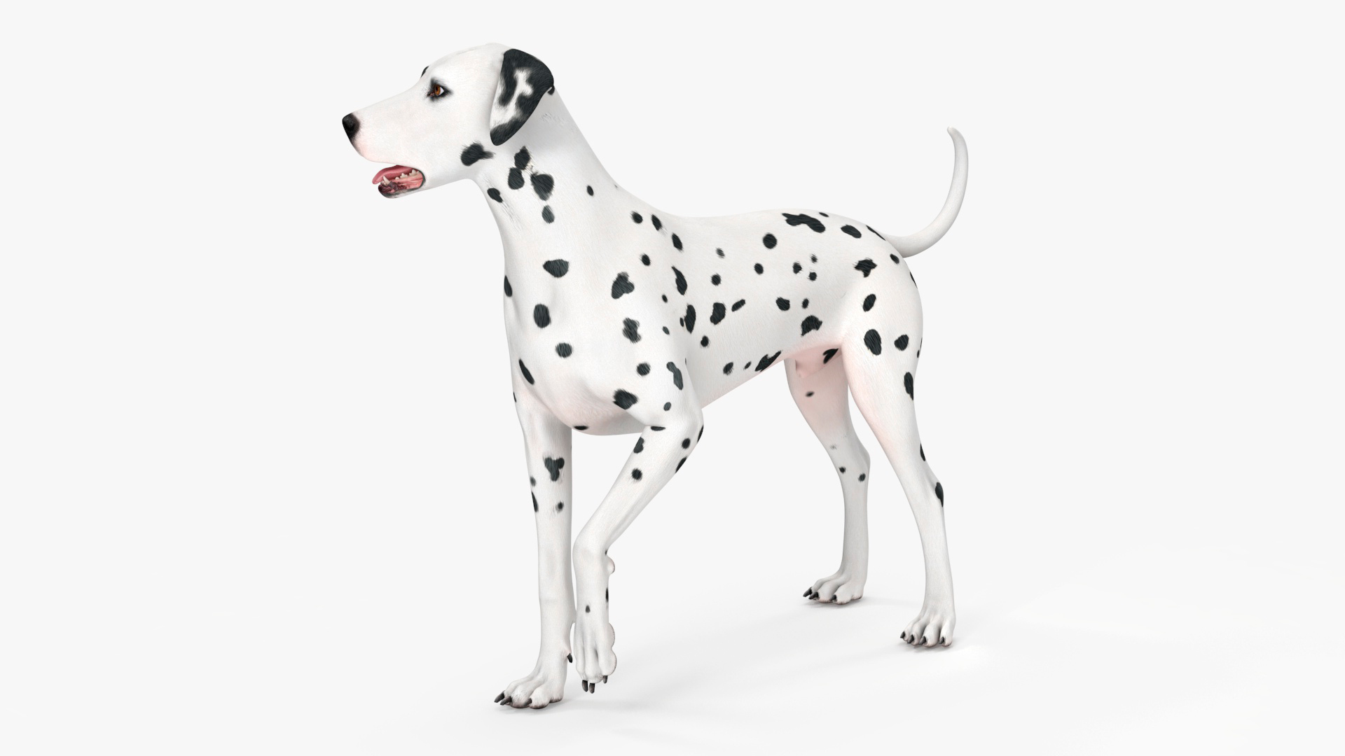 Dalmatian Dog Rigged for Maya 3D model