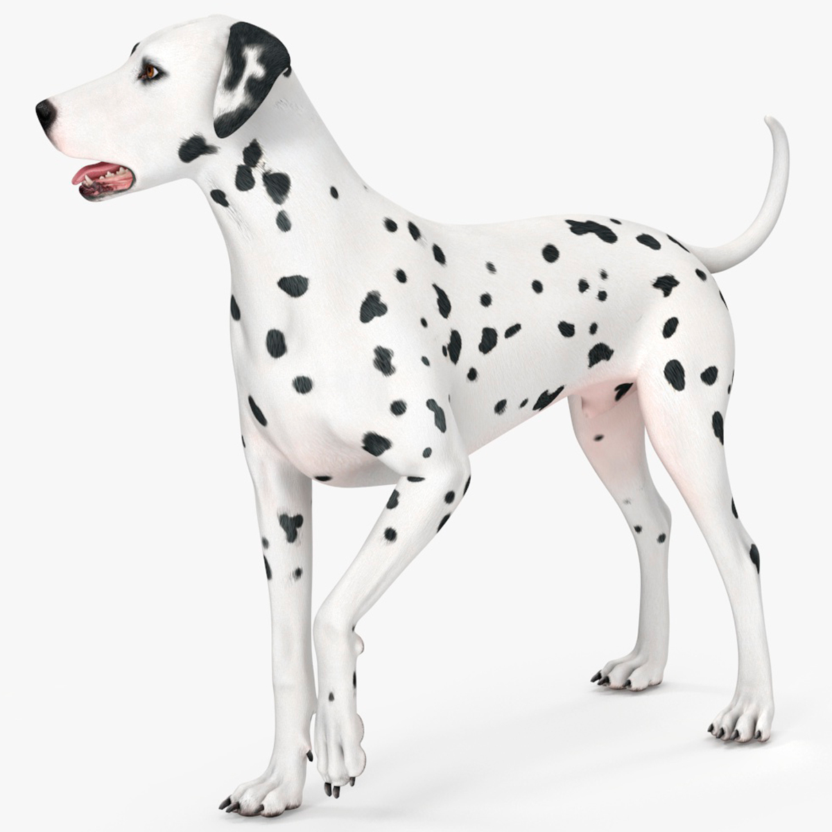 Dalmatian Dog Rigged for Maya 3D model