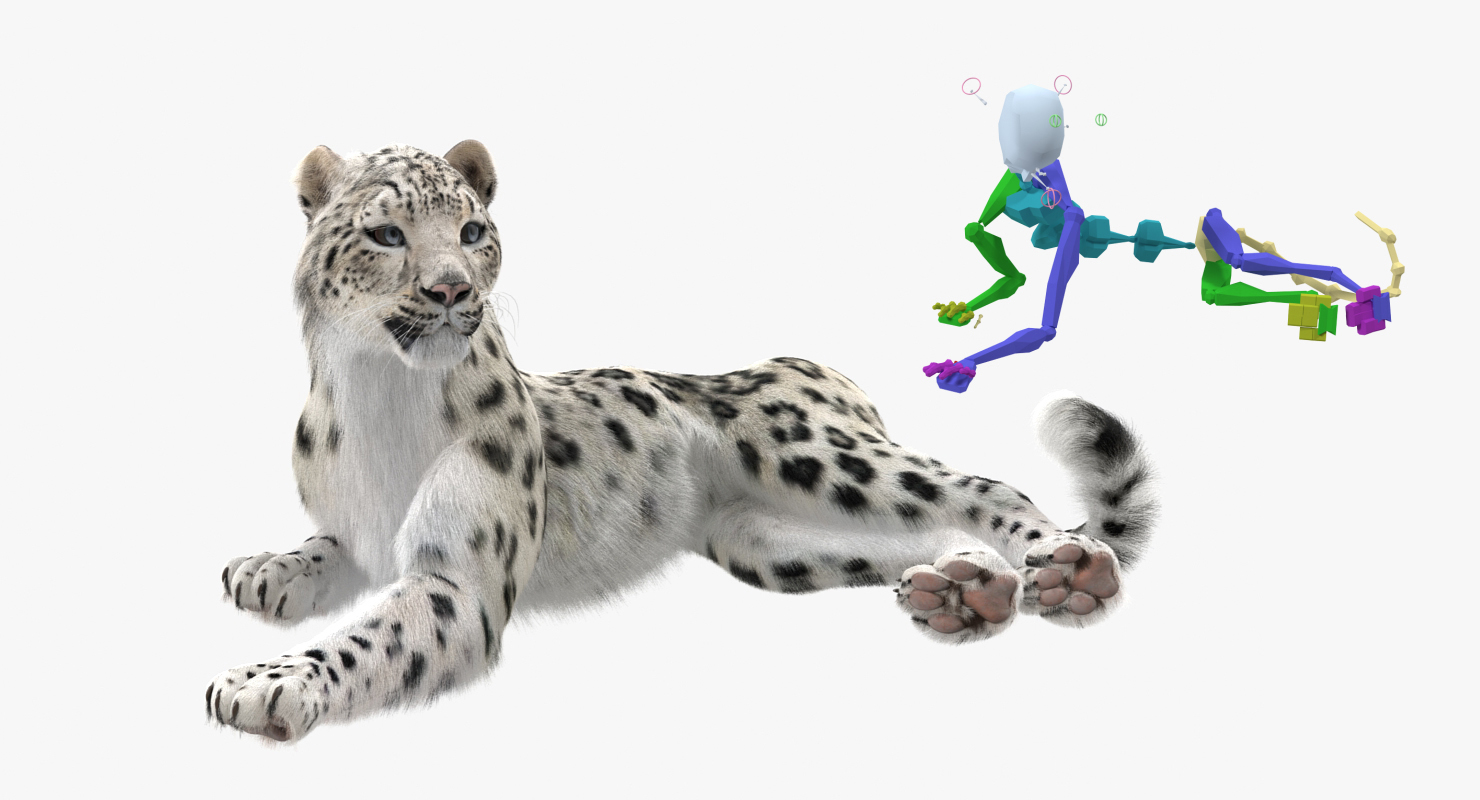 3D Snow Leopard with Fur Rigged model