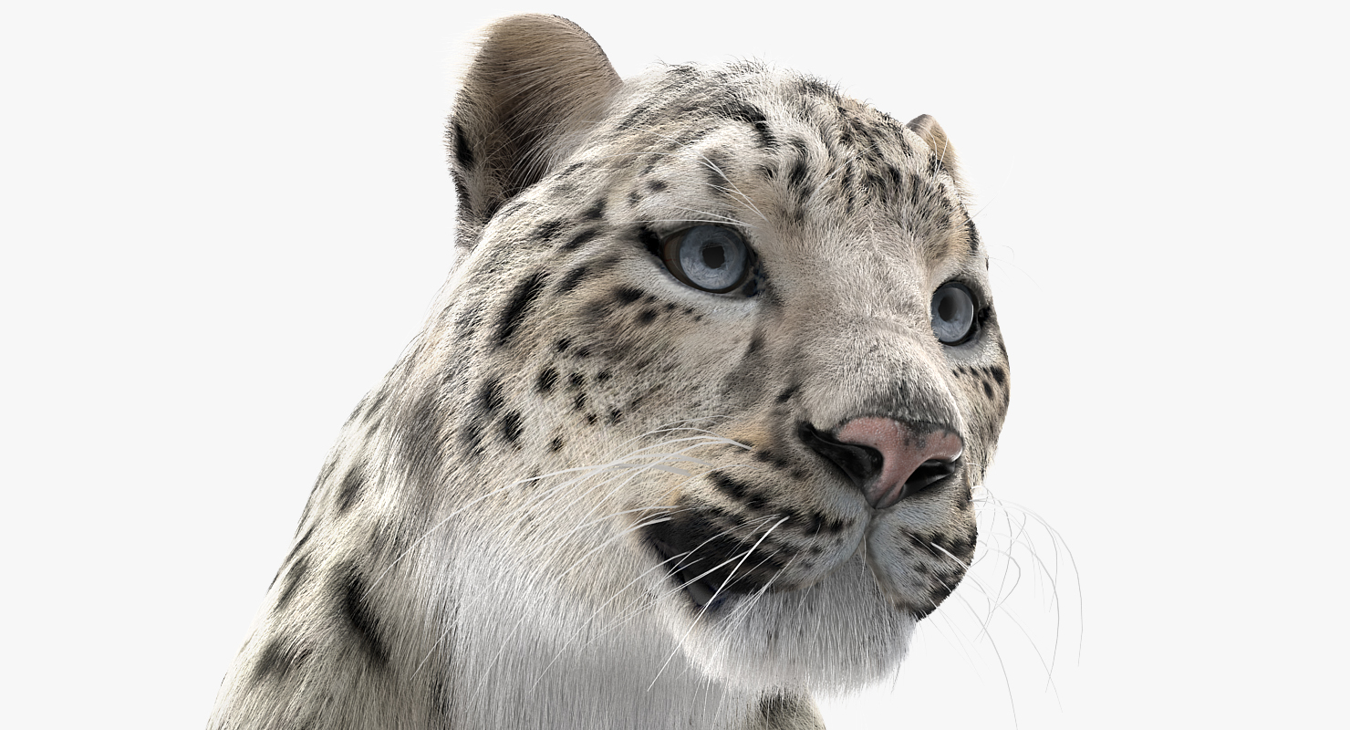 3D Snow Leopard with Fur Rigged model