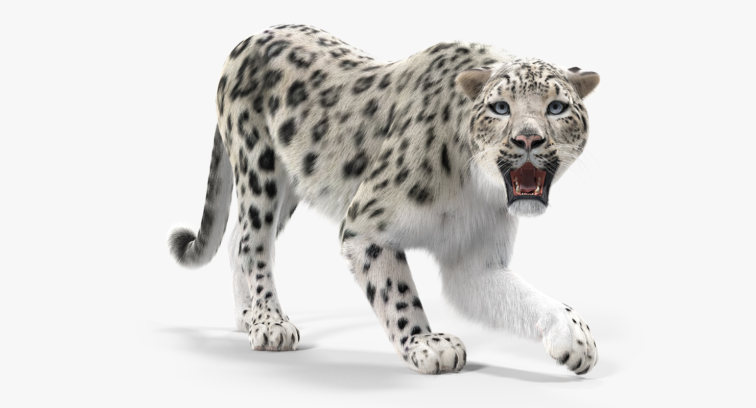 3D Snow Leopard with Fur Rigged model